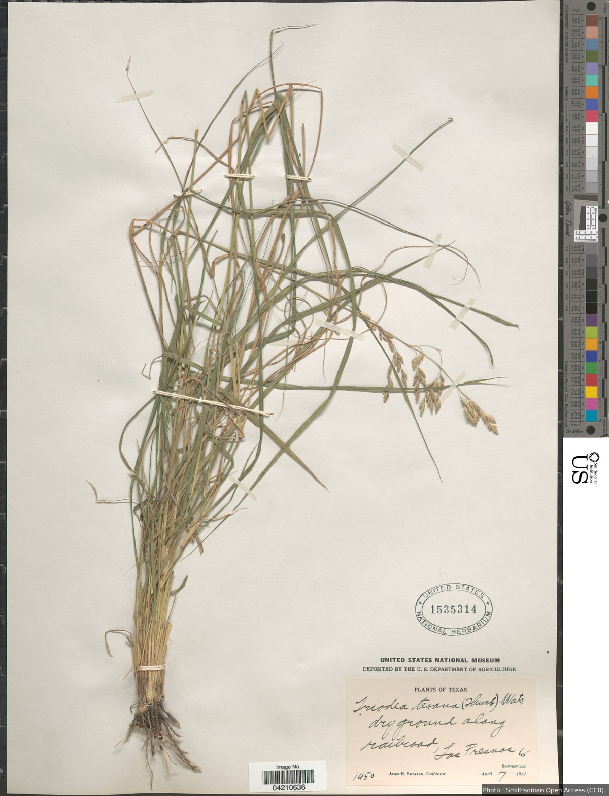 Tridens texanus (S. Watson) Nash