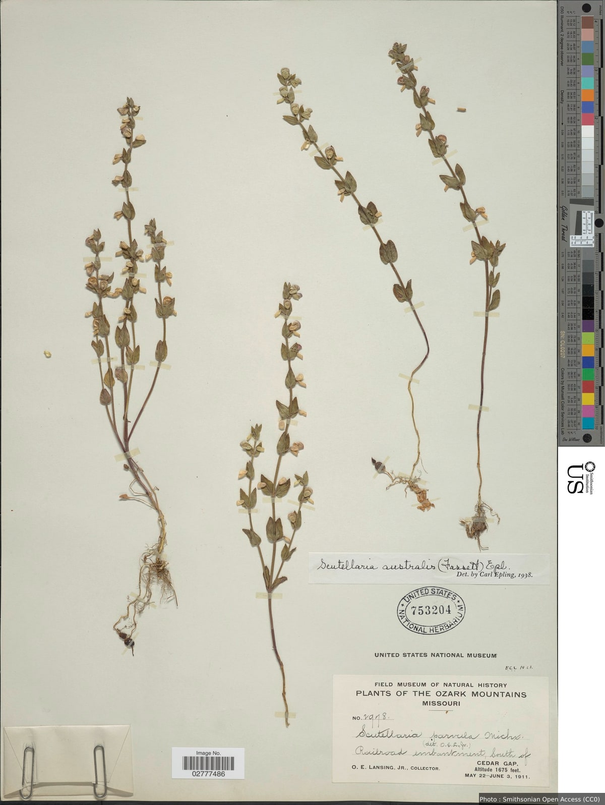 Scutellaria australis (Fassett) Epling
