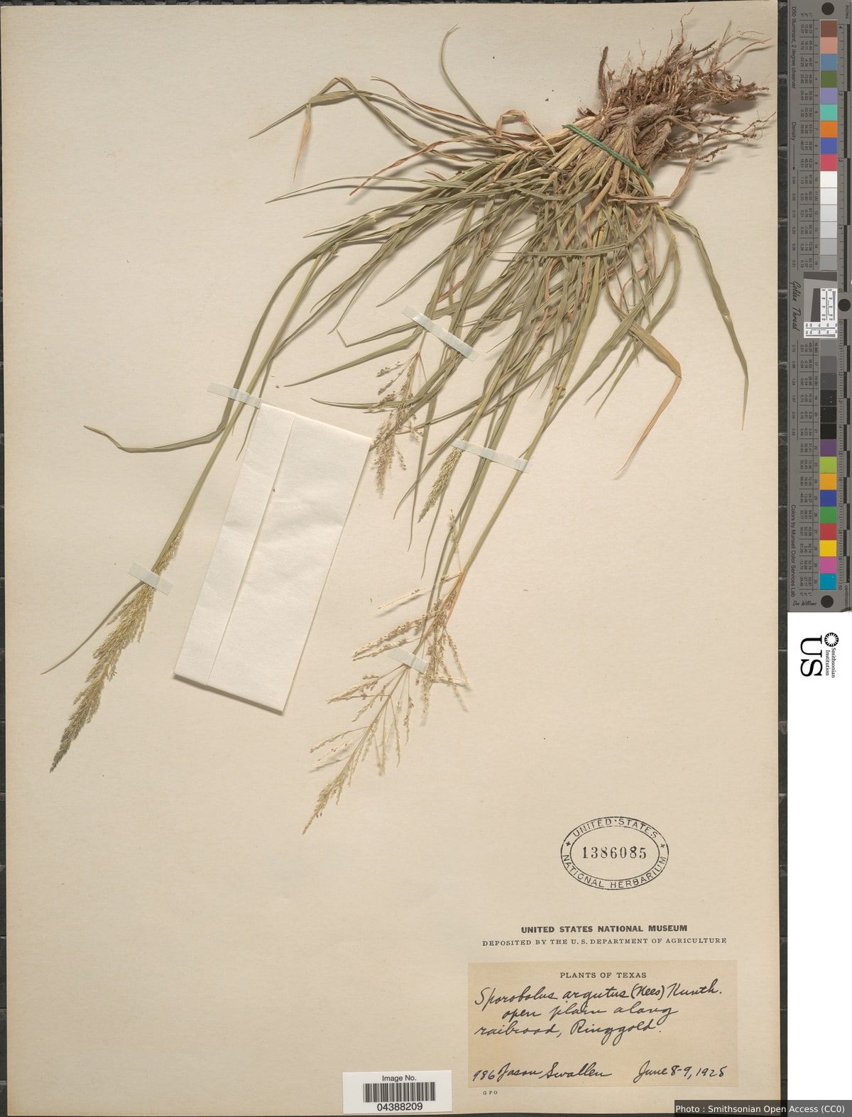 Sporobolus pyramidatus (Lam.) Hitchc.
