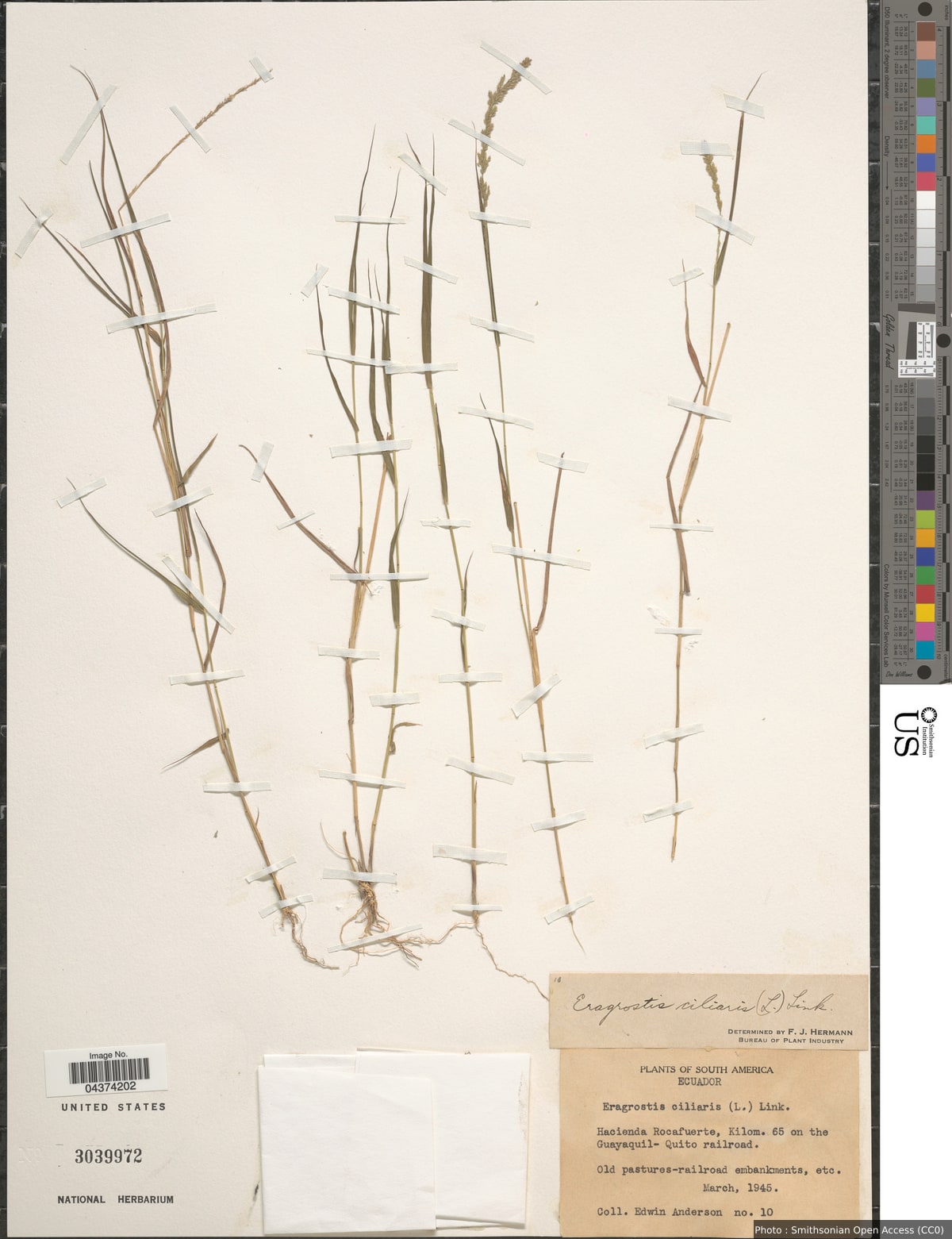 Eragrostis ciliaris (L.) R. Br.