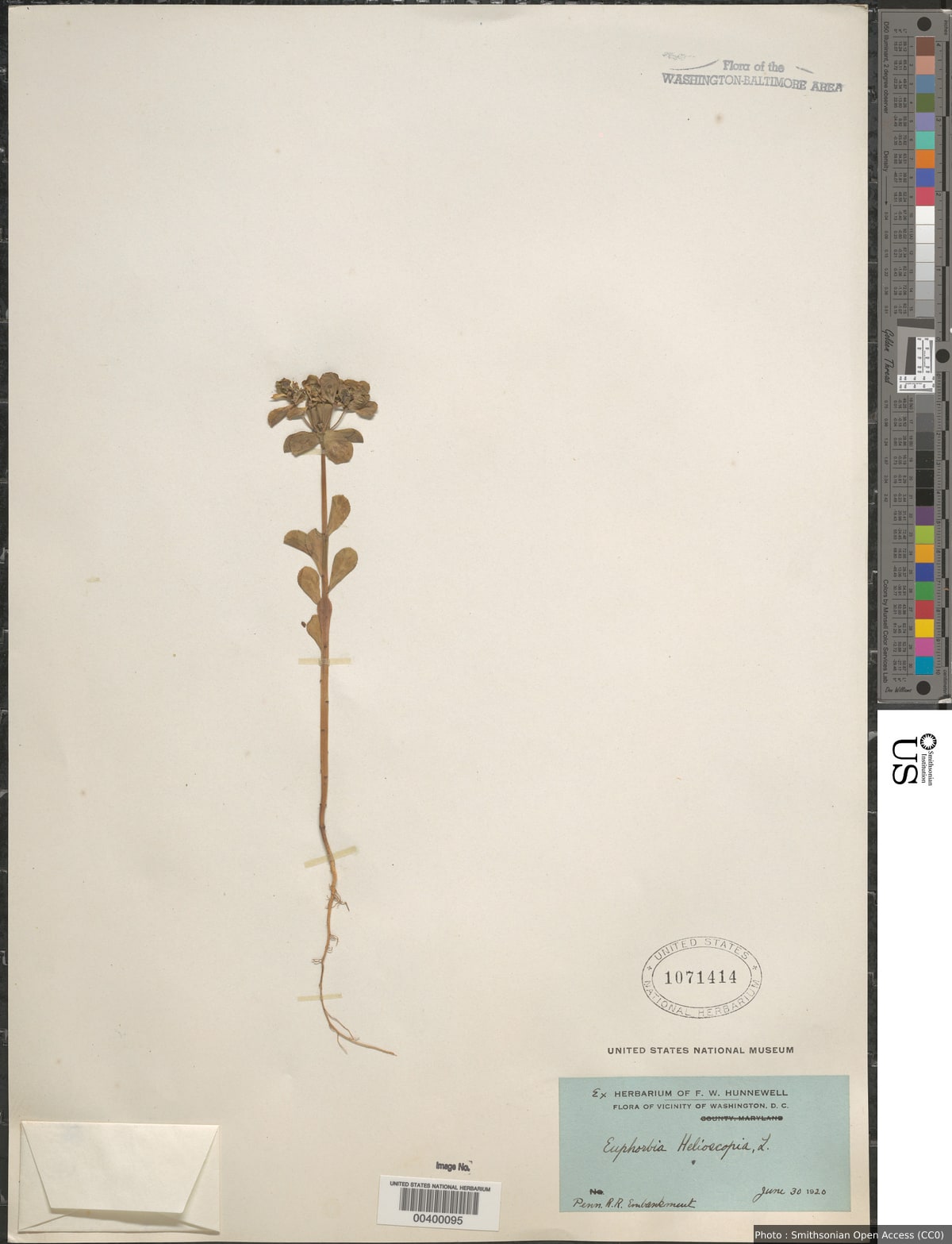 Euphorbia helioscopia L.