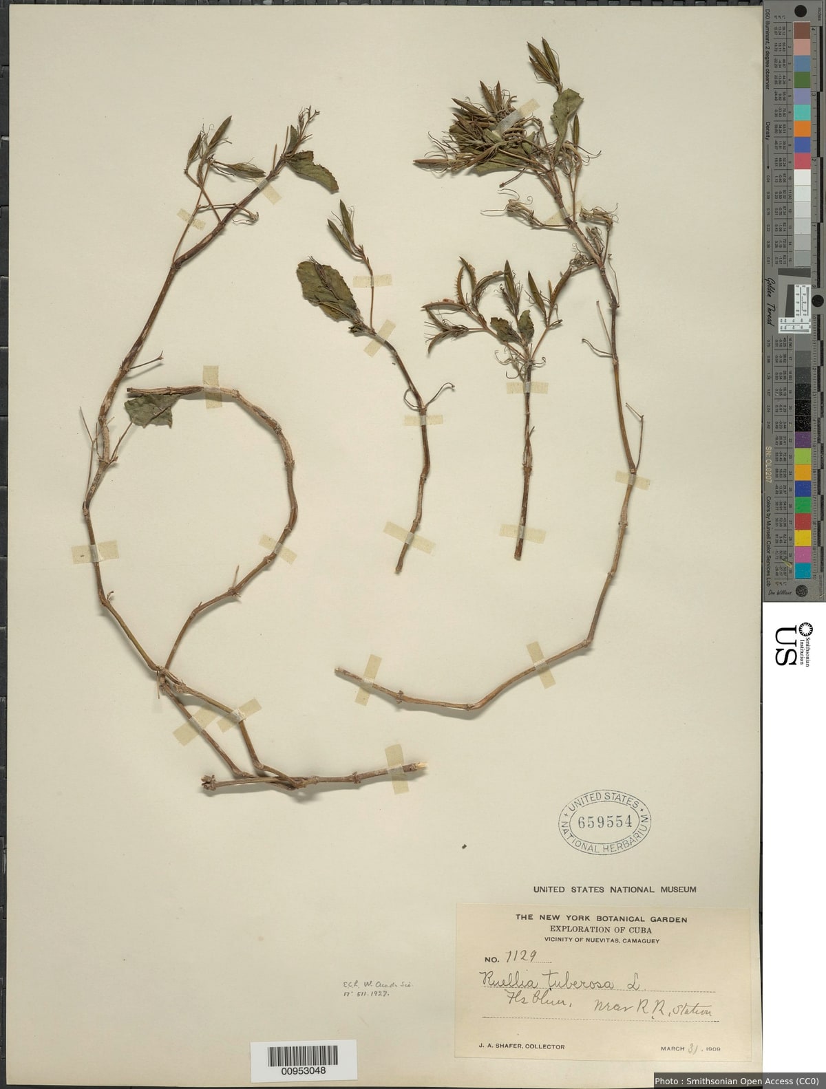 Ruellia tuberosa L.