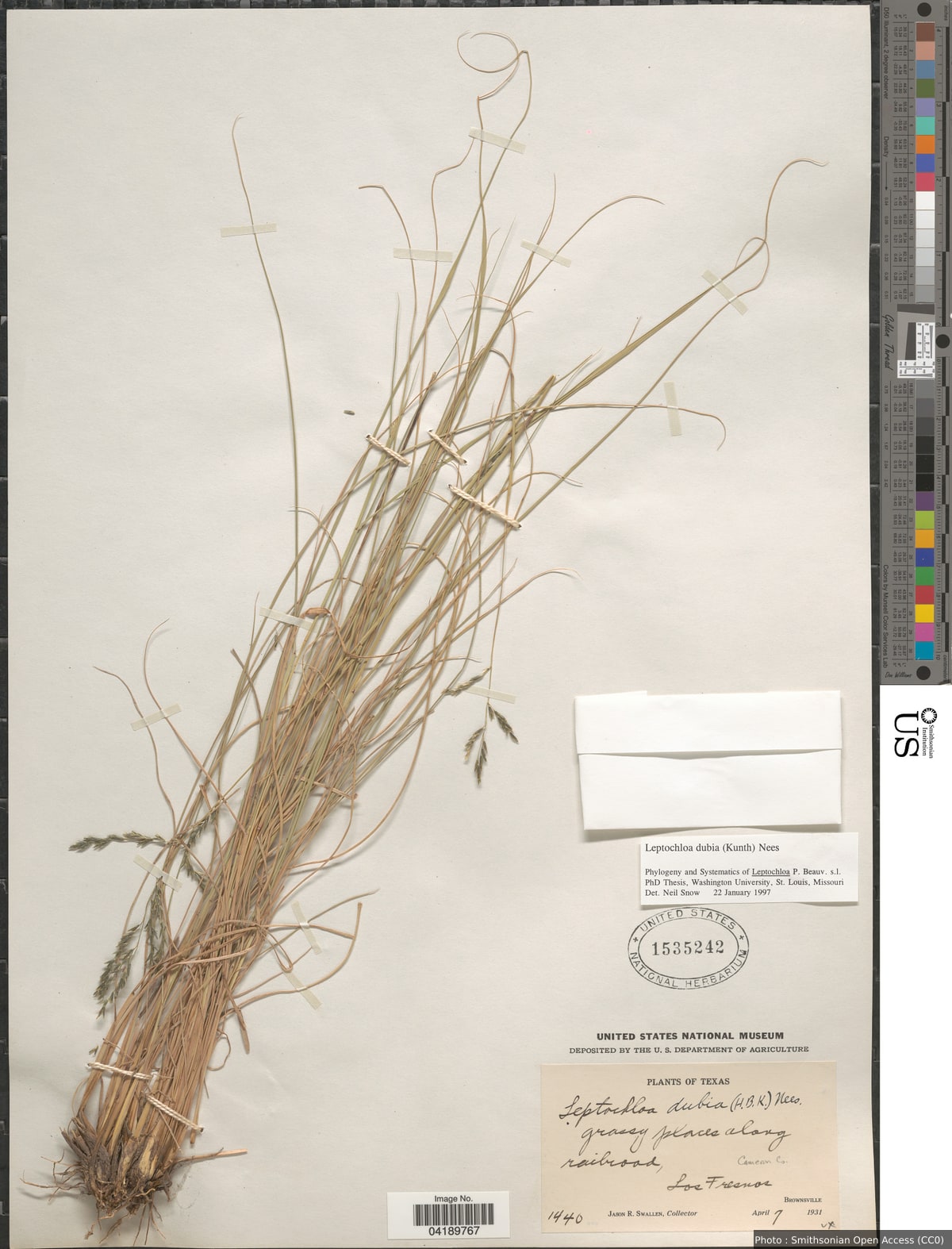 Disakisperma dubium (Kunth) P.M. Peterson & N. Snow