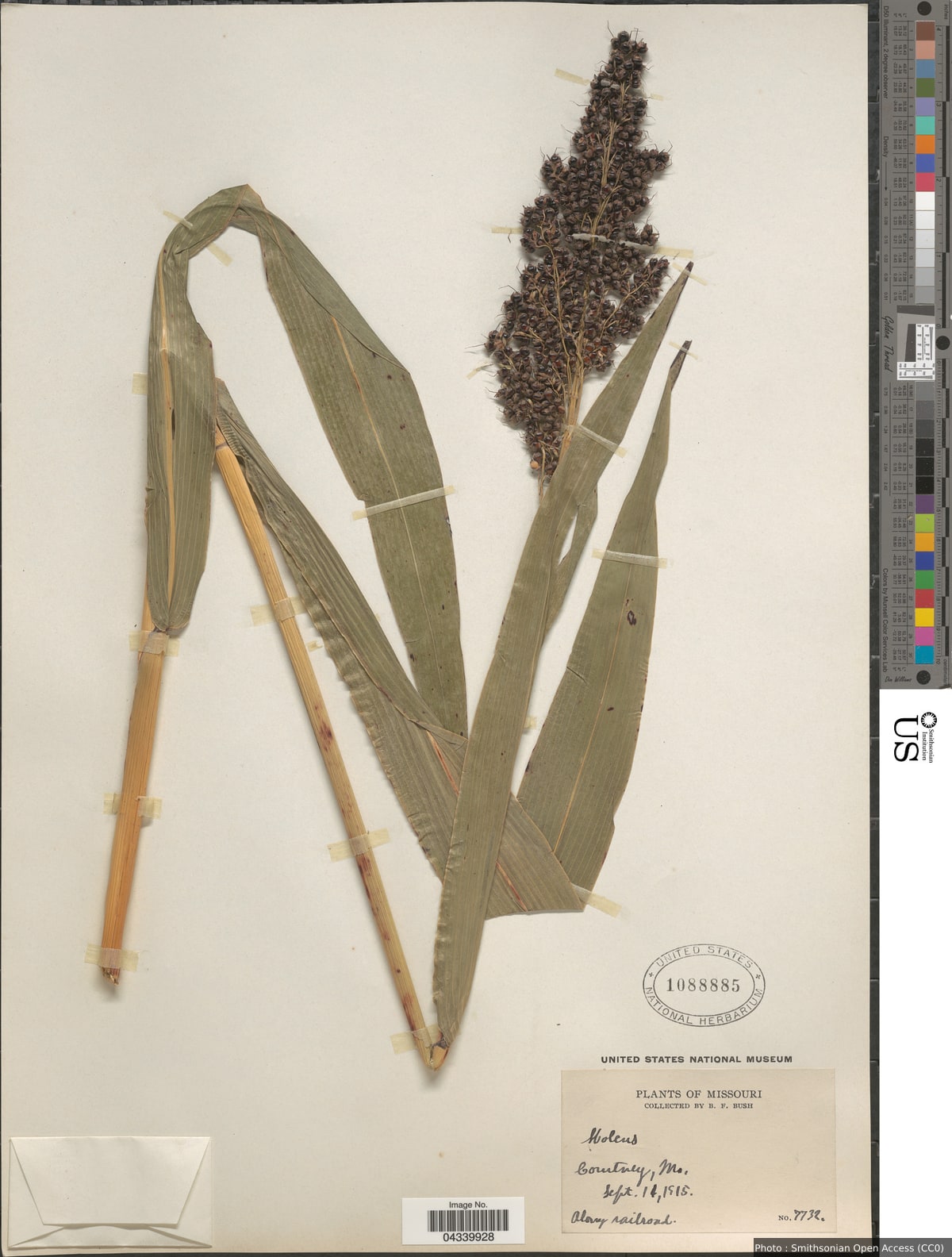 Sorghum bicolor (L.) Moench