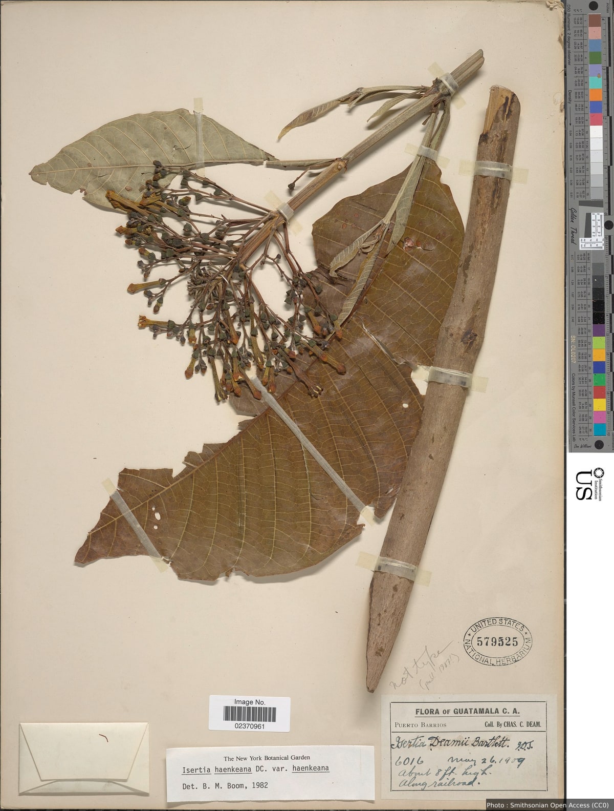 Isertia haenkeana DC.