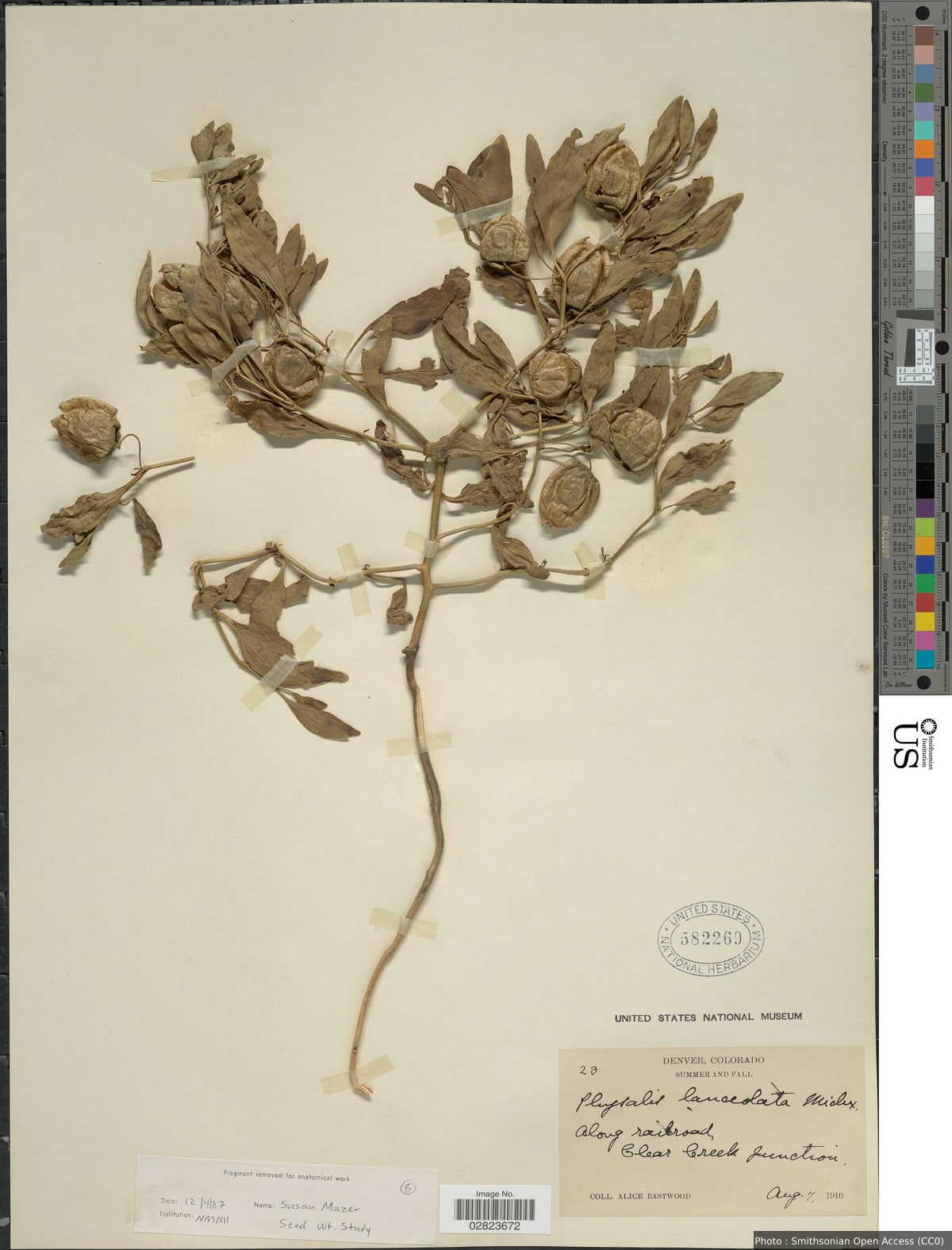 Physalis lanceolata Michx.