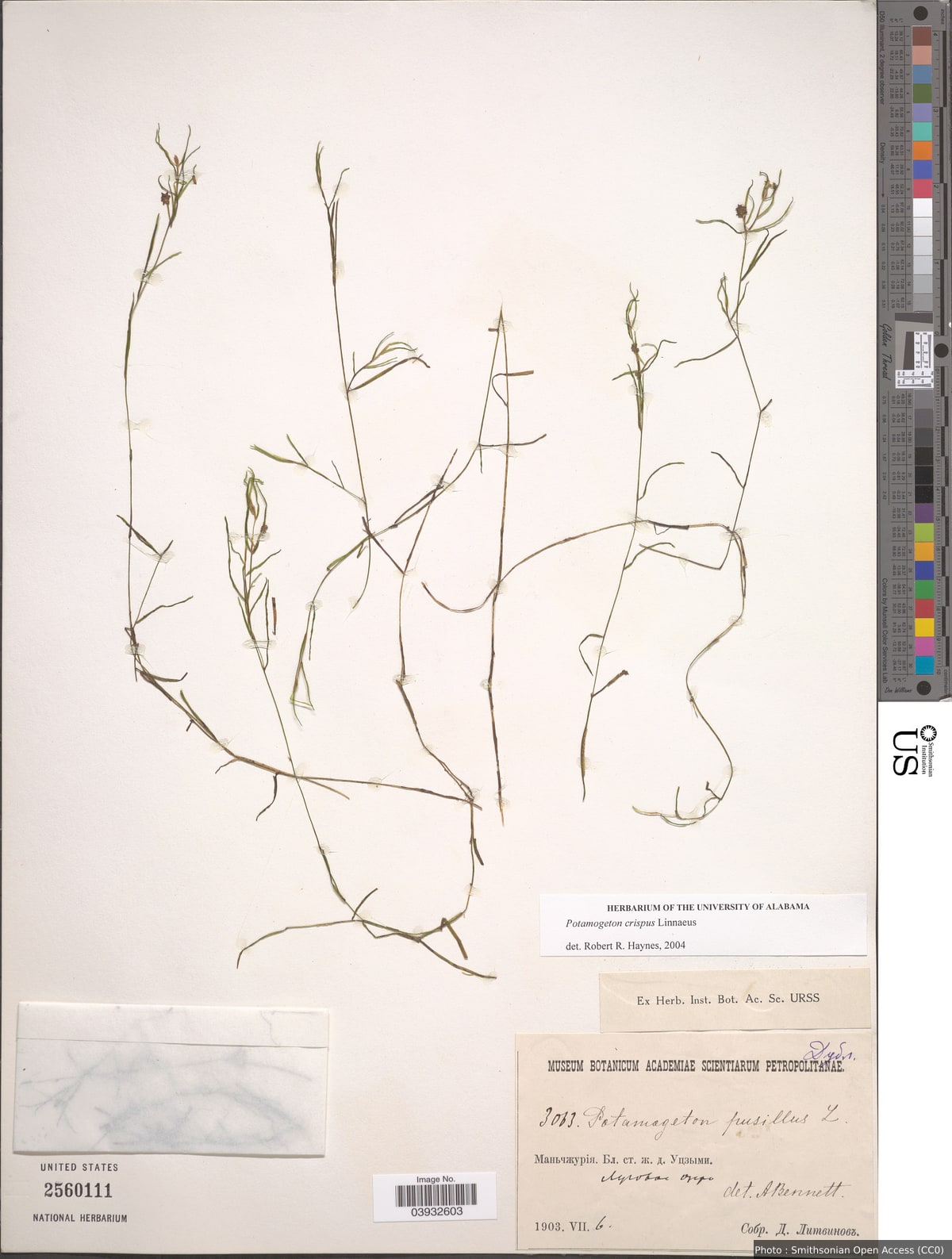 Potamogeton crispus L.