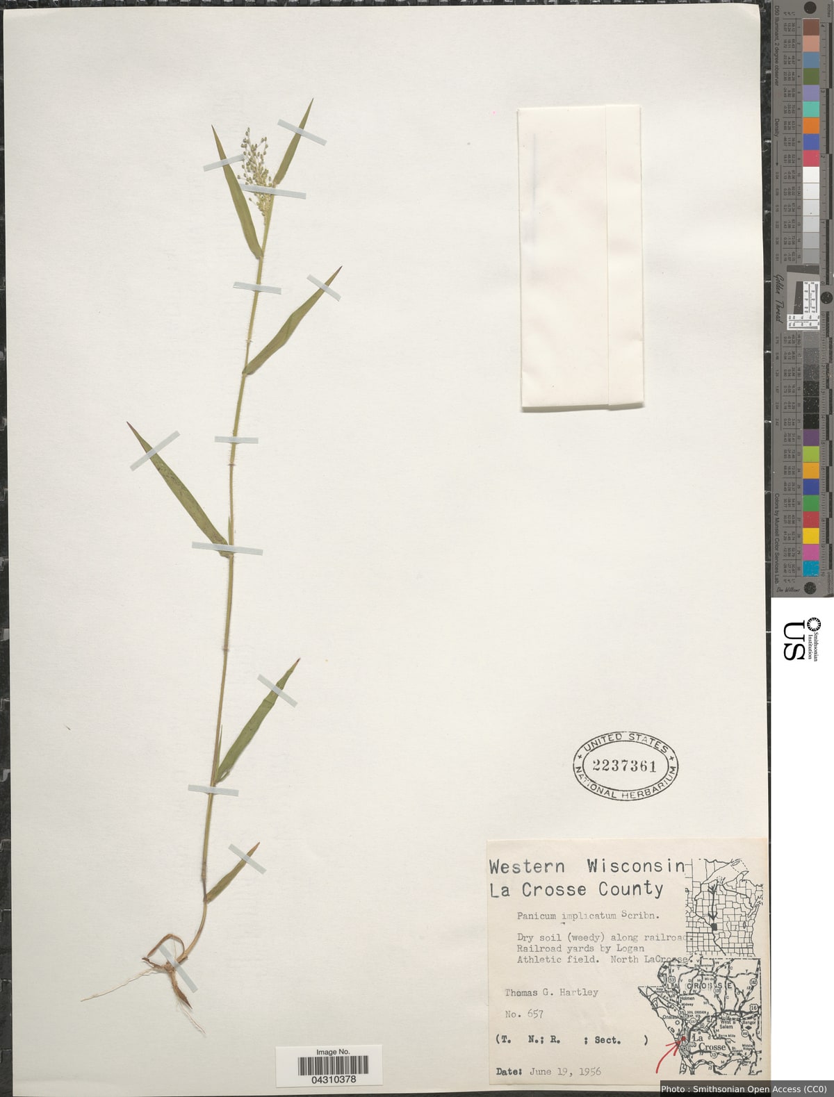 Dichanthelium acuminatum (Sw.) Gould & C.A. Clark var. acuminatum