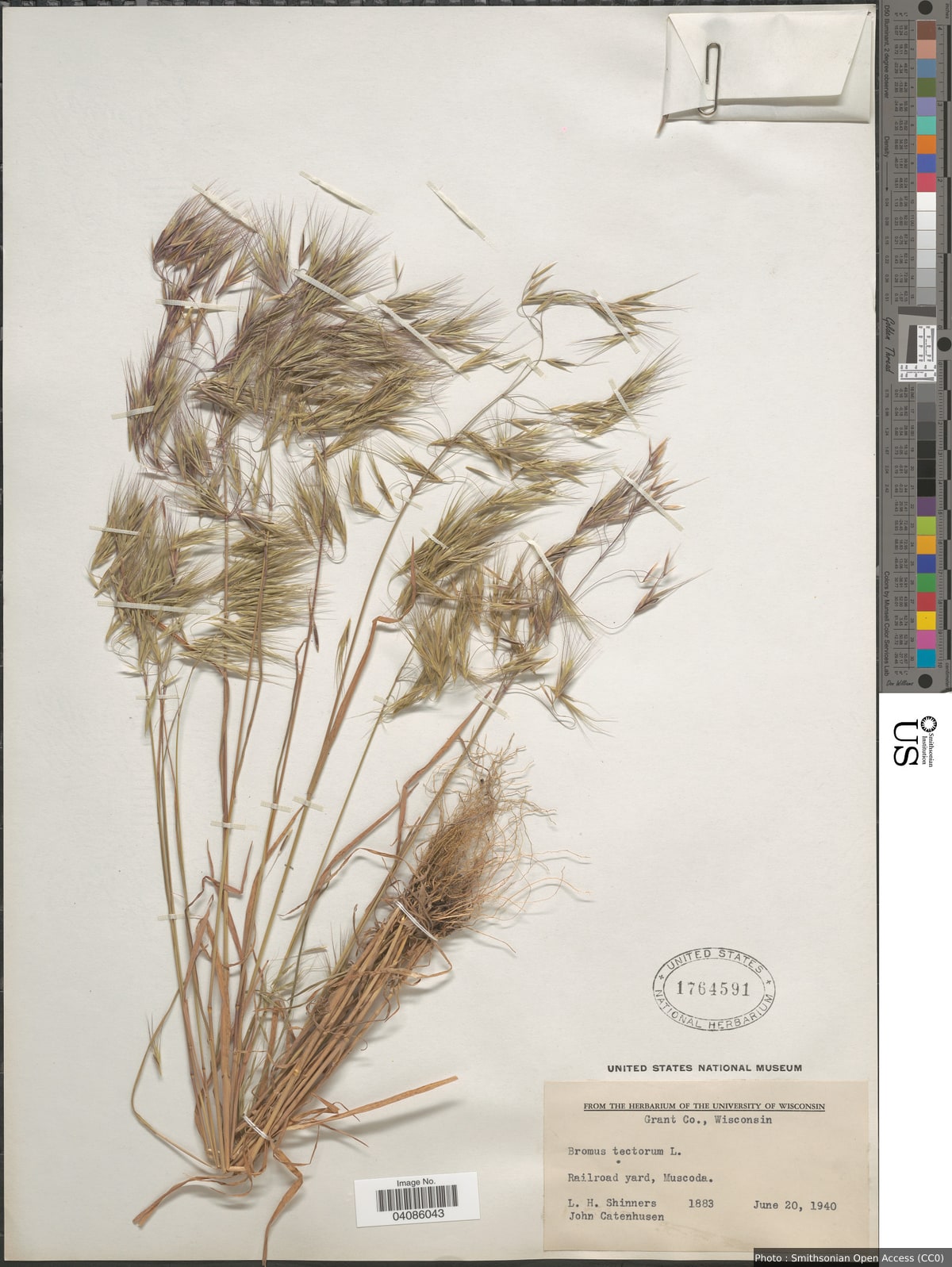 Bromus tectorum L.