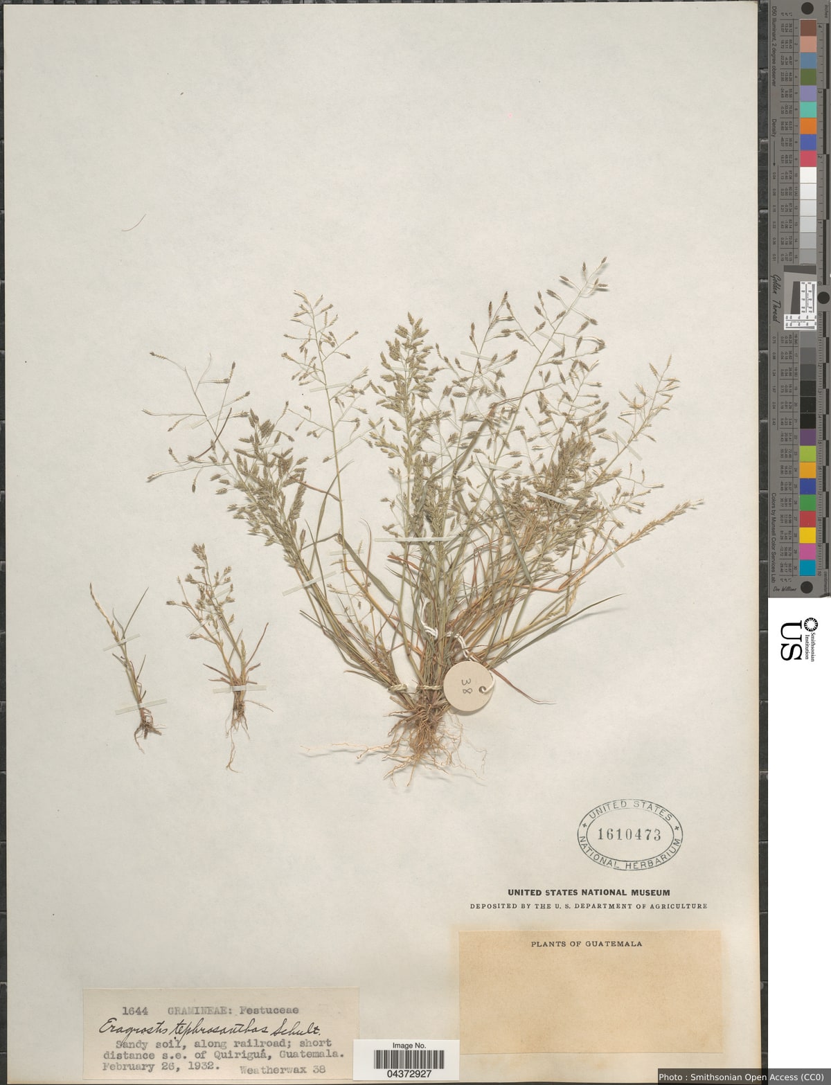 Eragrostis pectinacea var. miserrima (E. Fourn.) Reeder