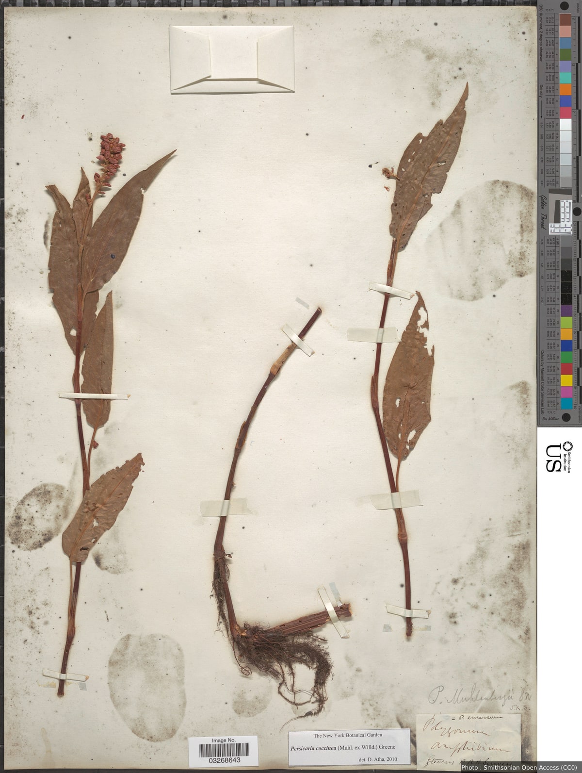 Persicaria coccinea (Muhl. ex Willd.) Greene