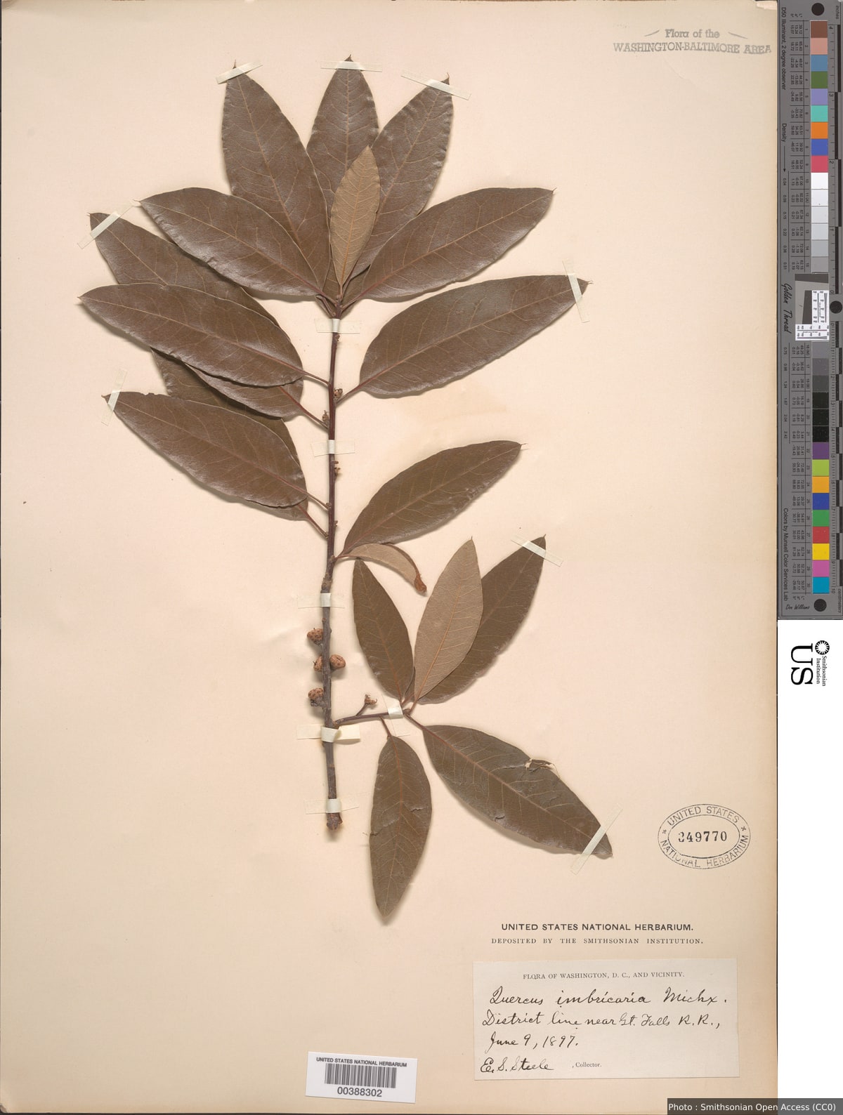 Quercus imbricaria Michx.