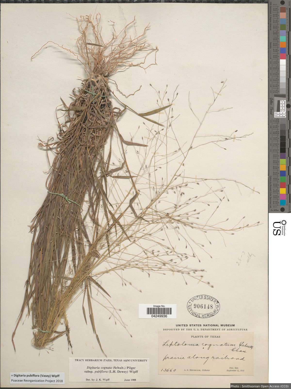 Digitaria pubiflora (Vasey) Wipff