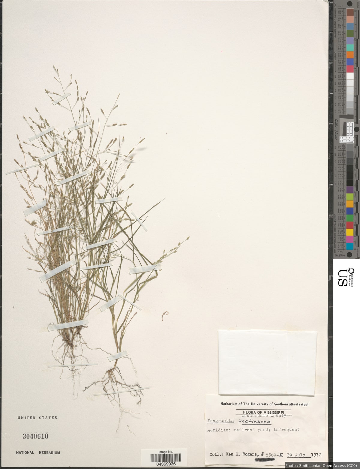 Eragrostis pectinacea (Michx.) Nees