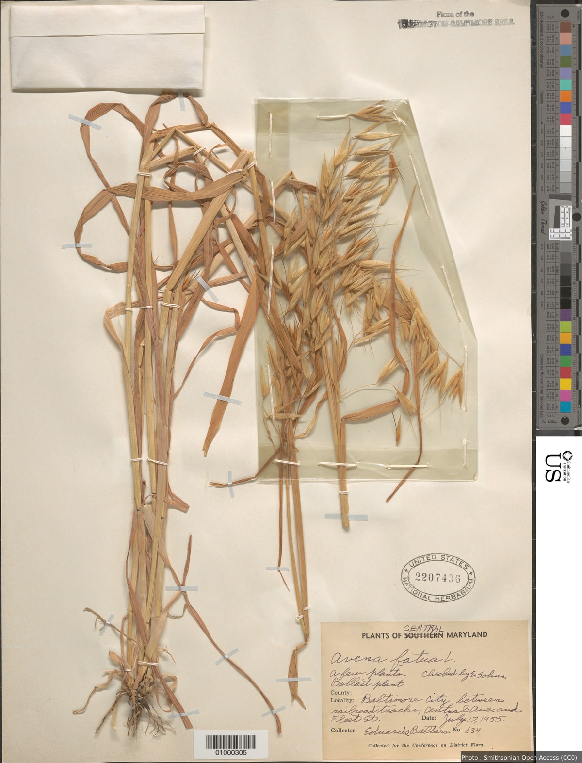 Avena fatua L.