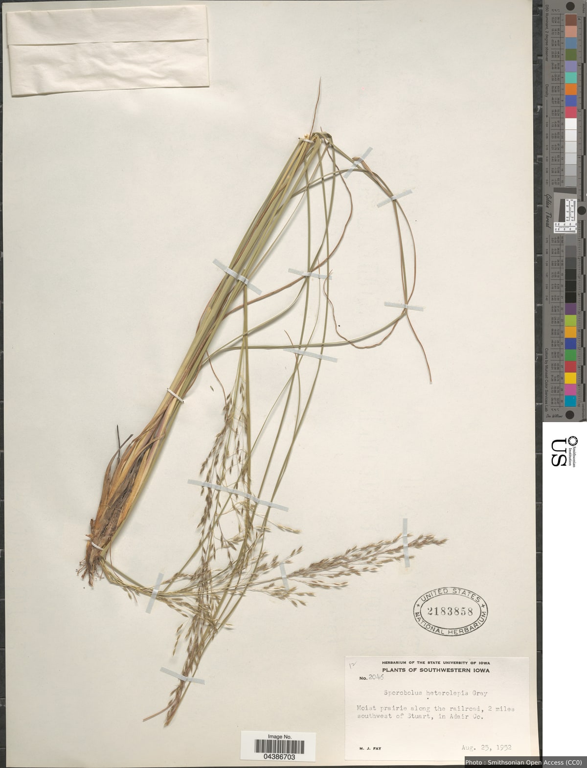 Sporobolus heterolepis (A. Gray) A. Gray