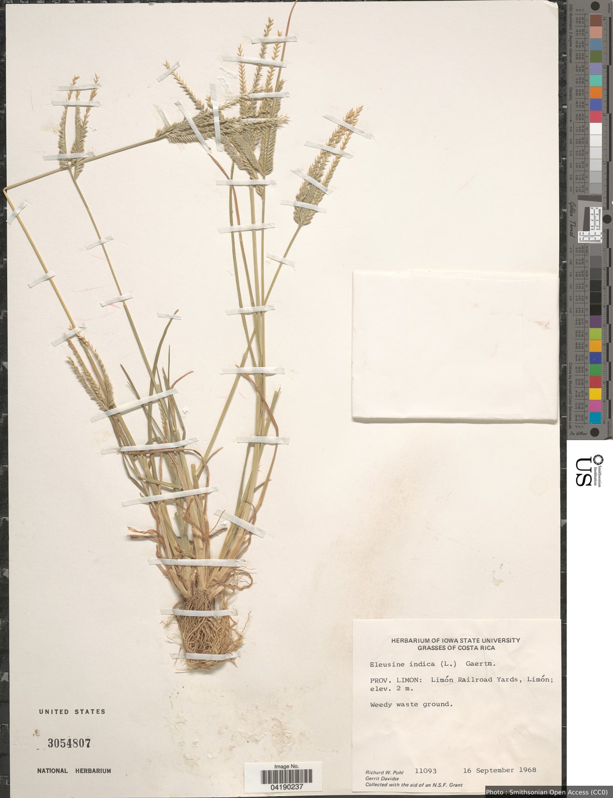 Eleusine indica (L.) Gaertn.