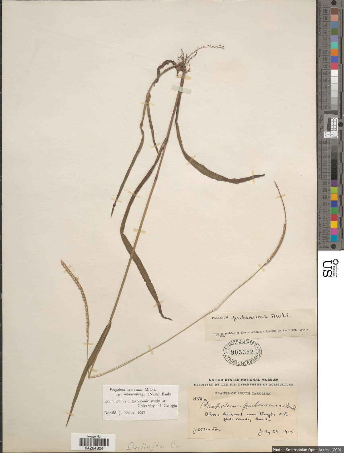 Paspalum setaceum var. muhlenbergii (Nash) D.J. Banks