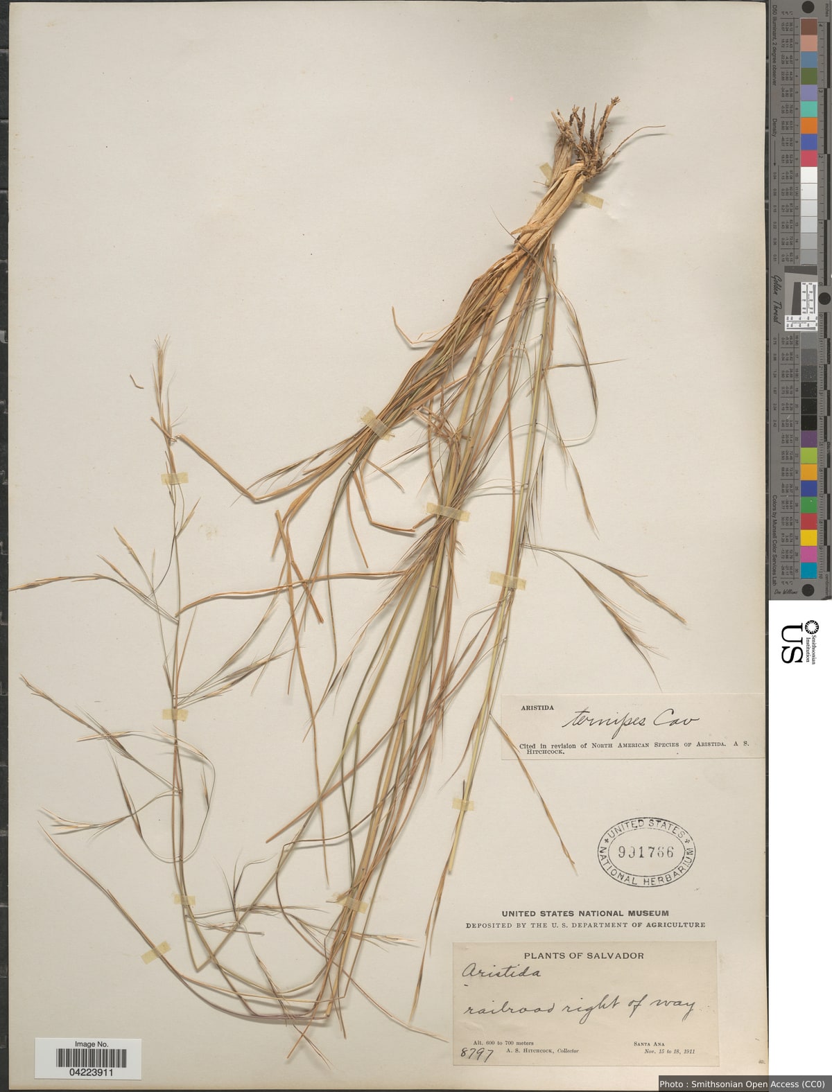 Aristida ternipes Cav.