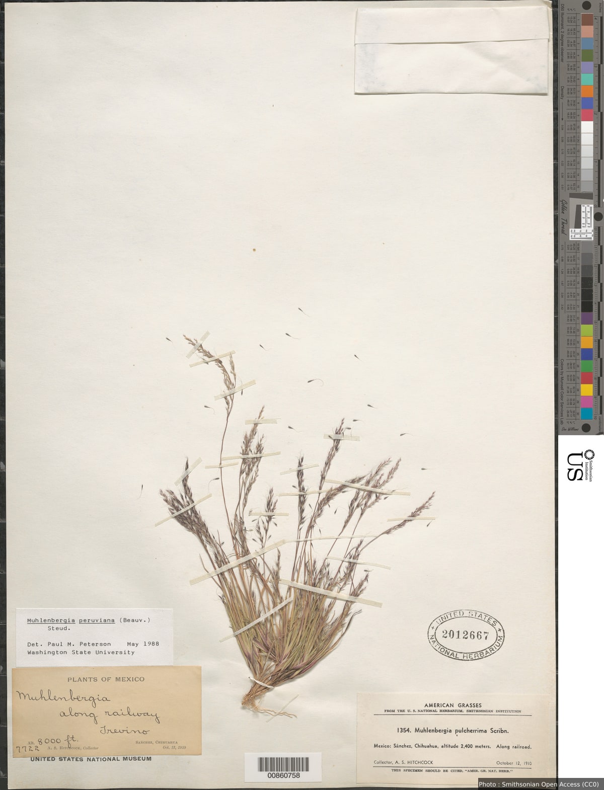 Muhlenbergia peruviana (P. Beauv.) Steud.