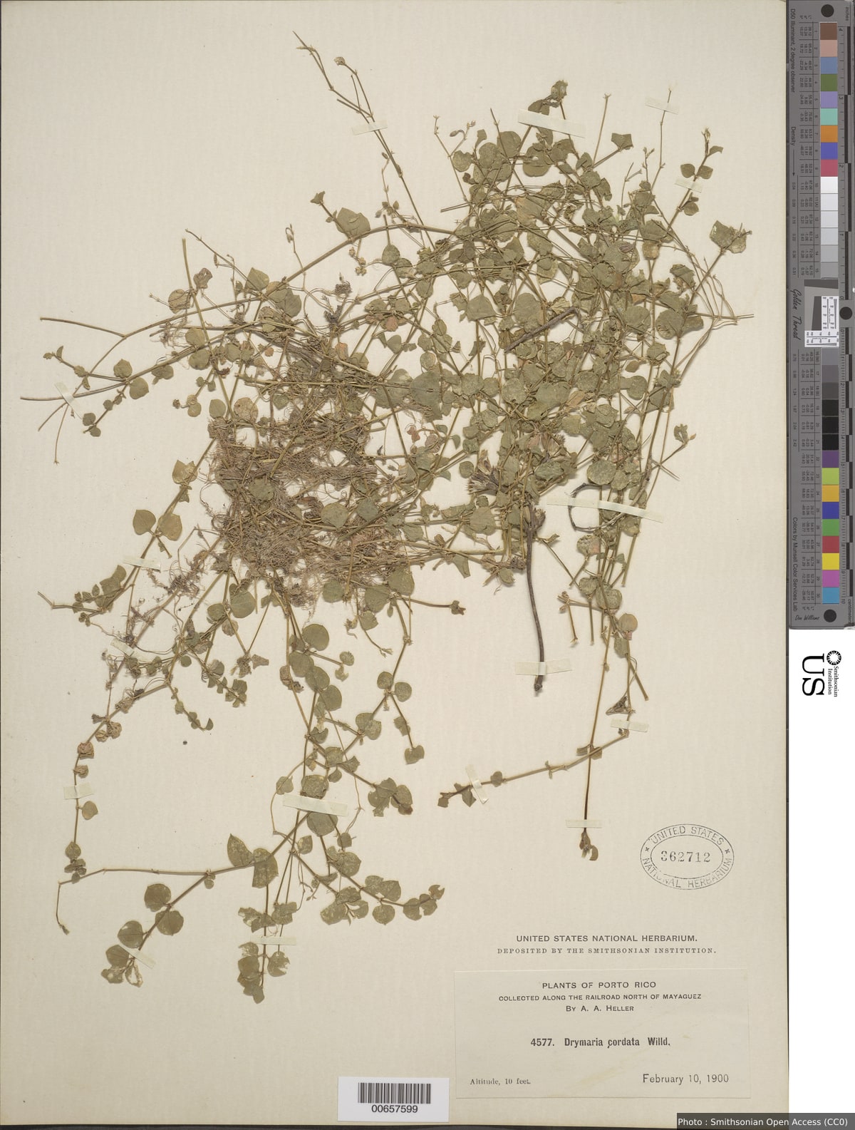 Drymaria cordata (L.) Willd. ex Schult.