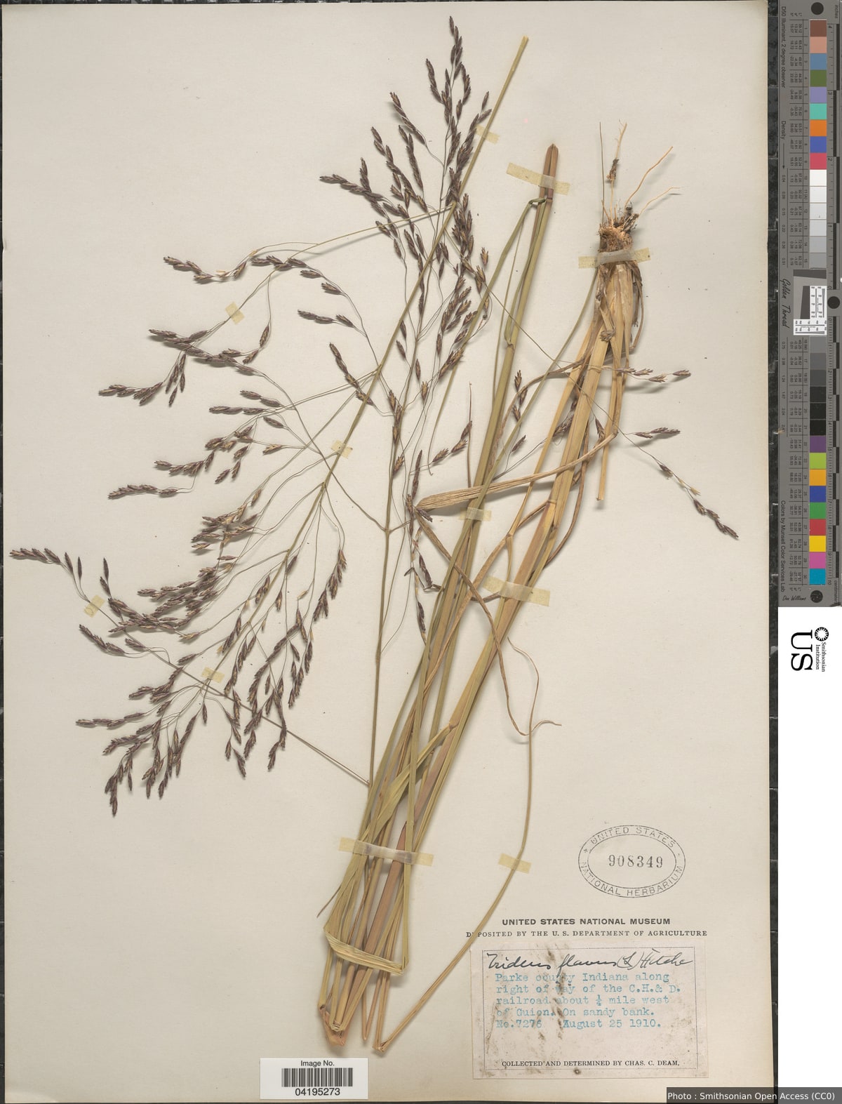 Tridens flavus (L.) Hitchc.