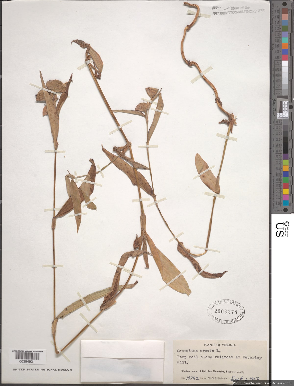 Commelina erecta L.