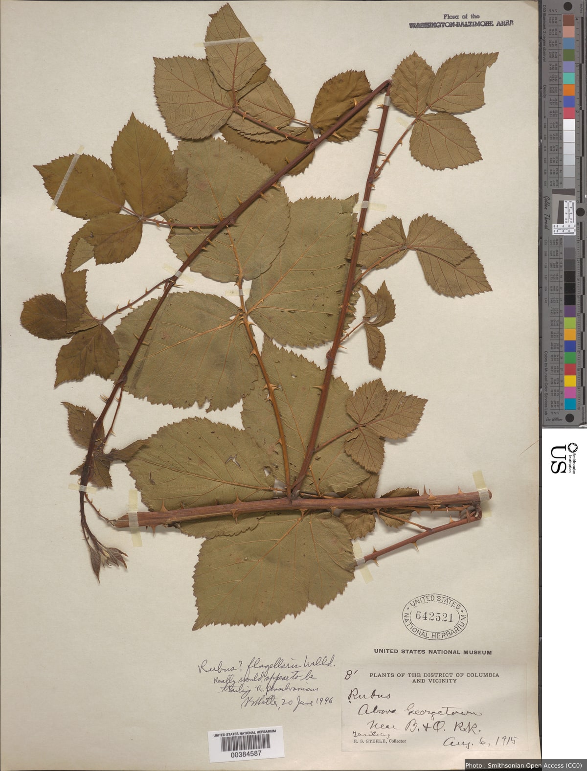 Rubus flagellaris Willd.