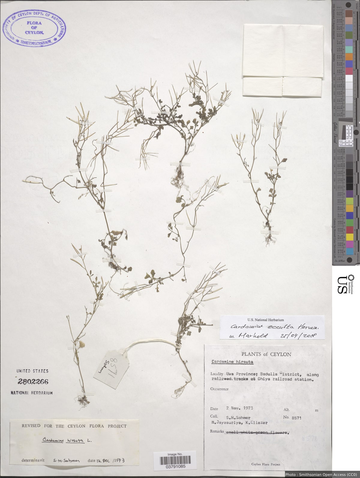 Cardamine occulta Hornem.