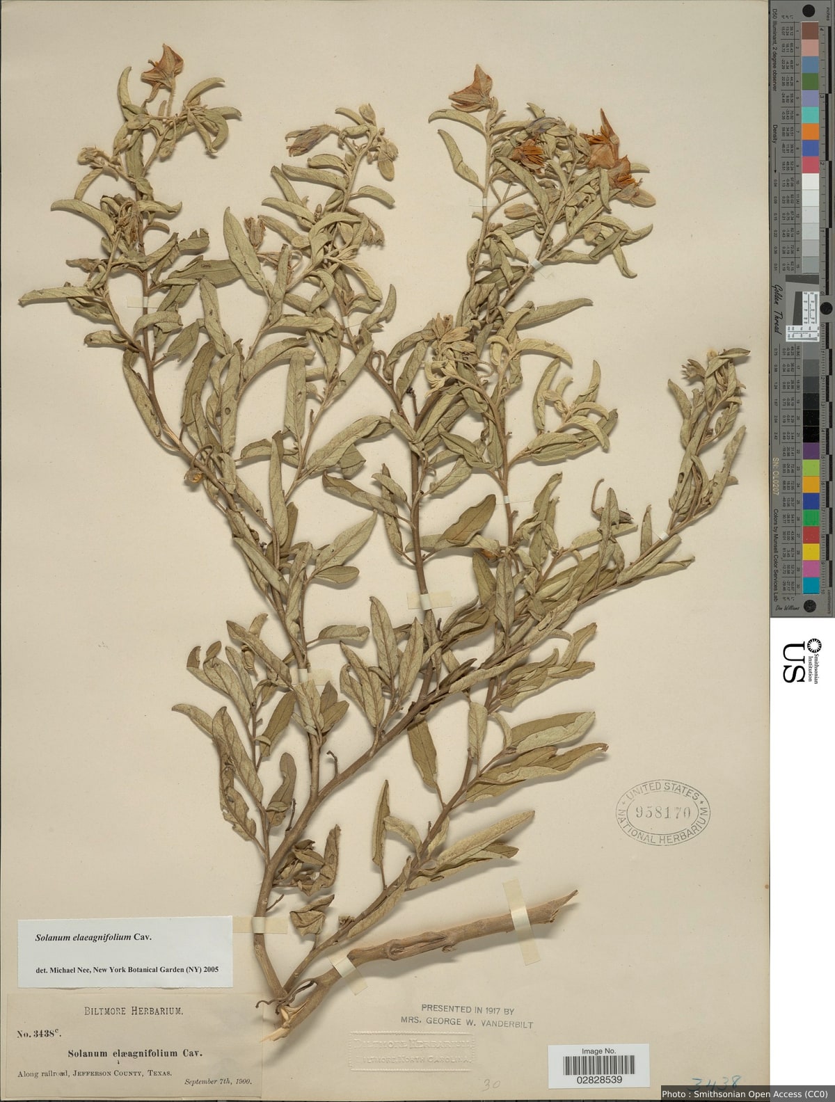 Solanum elaeagnifolium Cav.