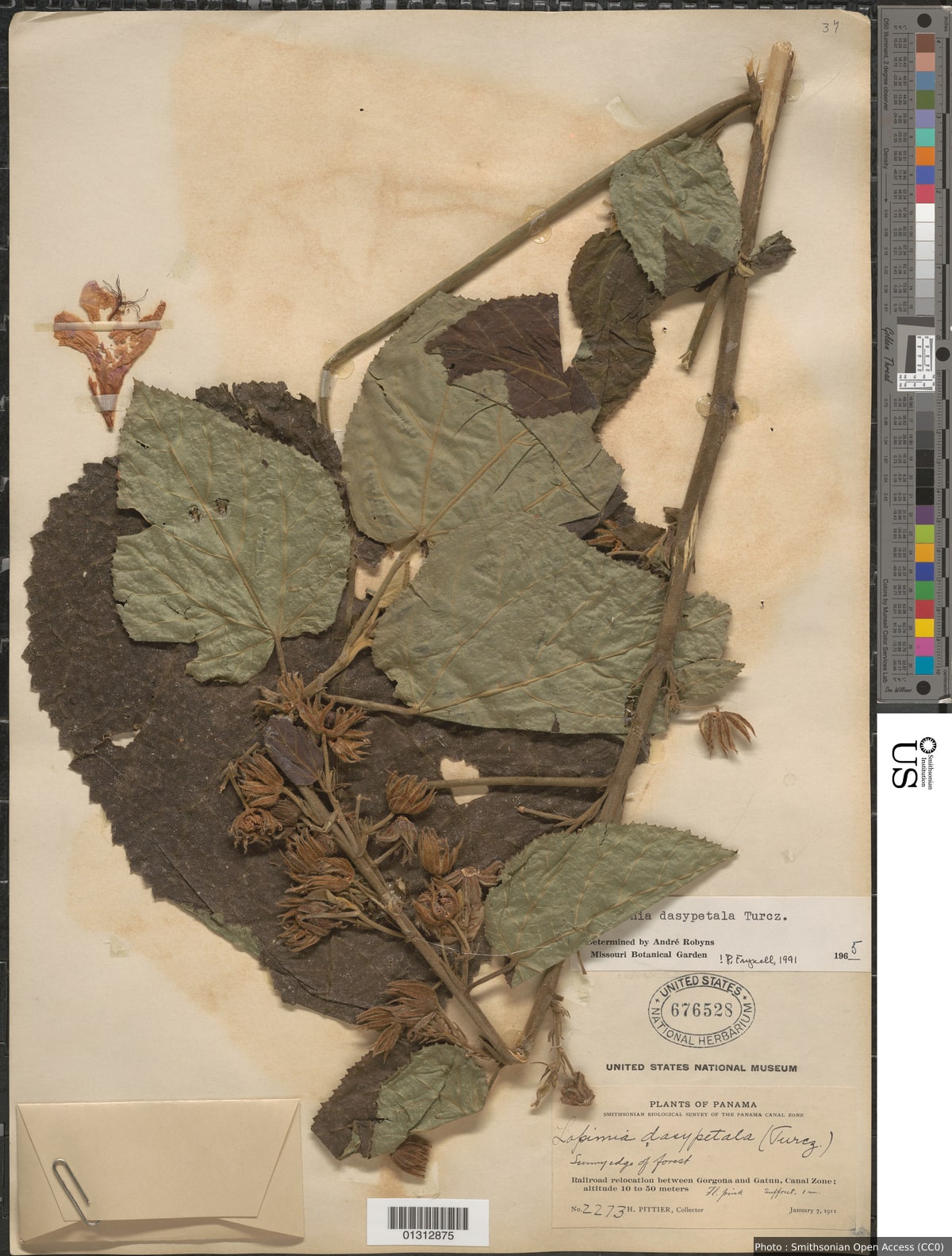 Pavonia dasypetala Turcz.