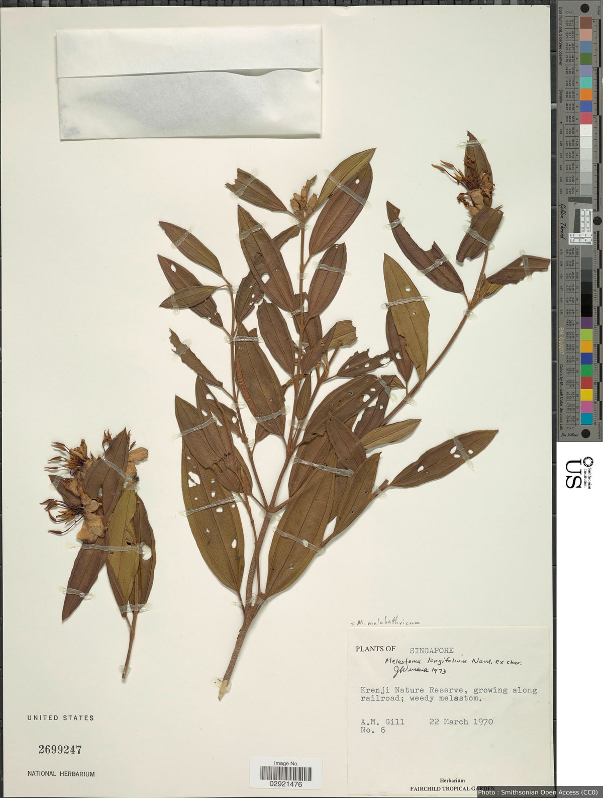 Melastoma malabathricum L.