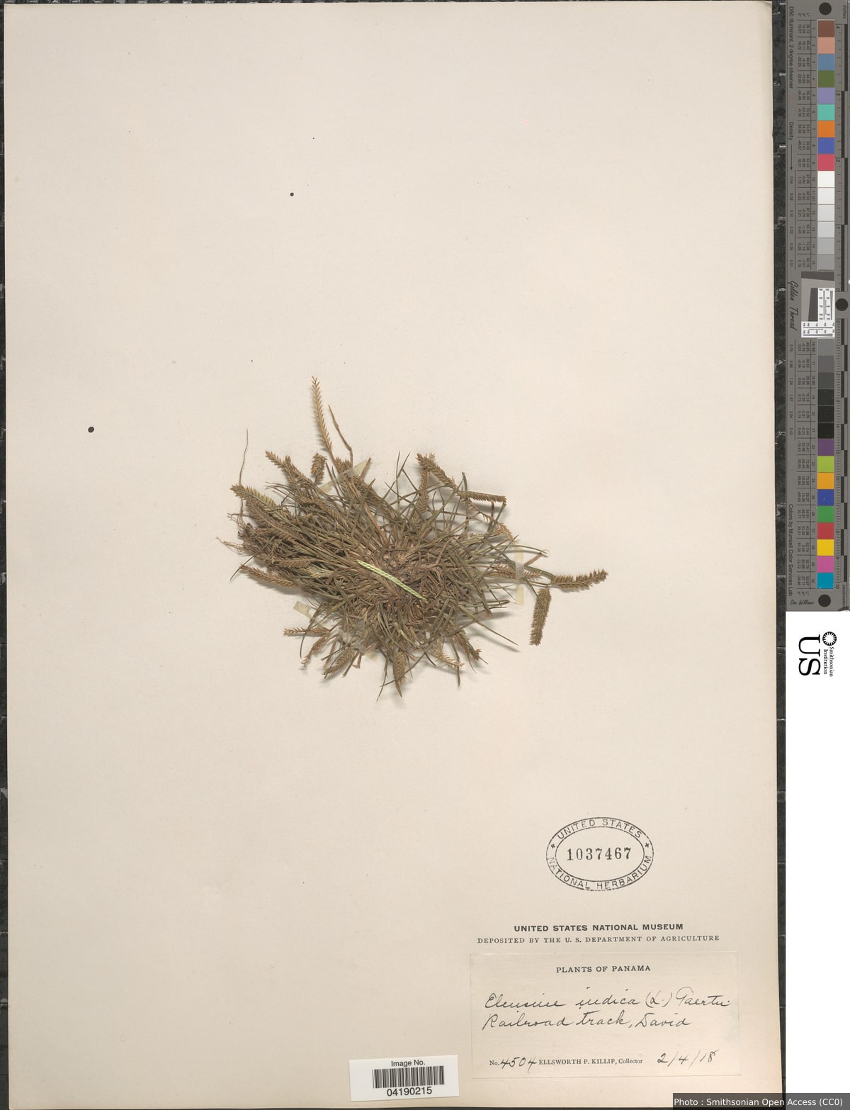 Eleusine indica (L.) Gaertn.