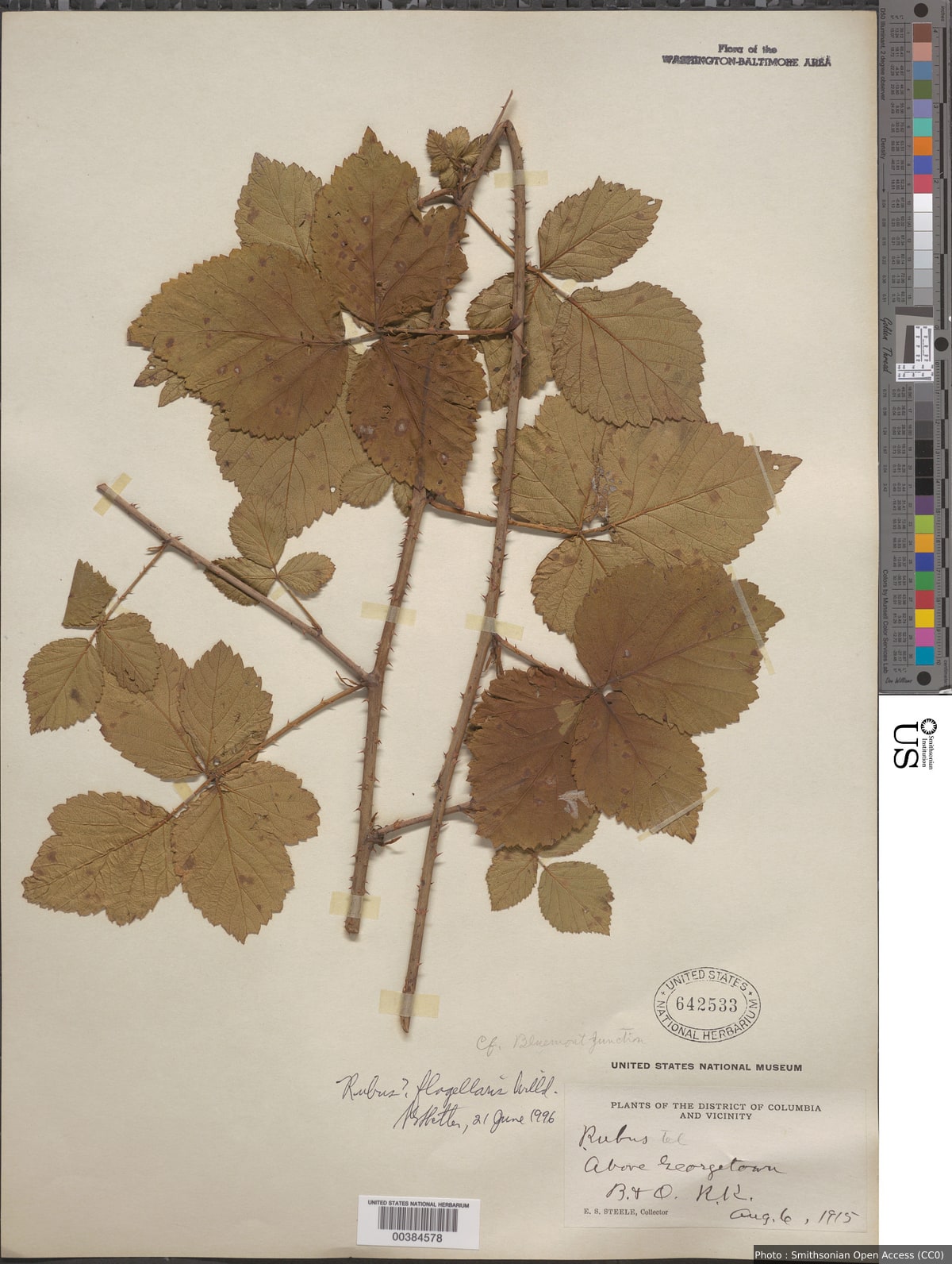 Rubus flagellaris Willd.