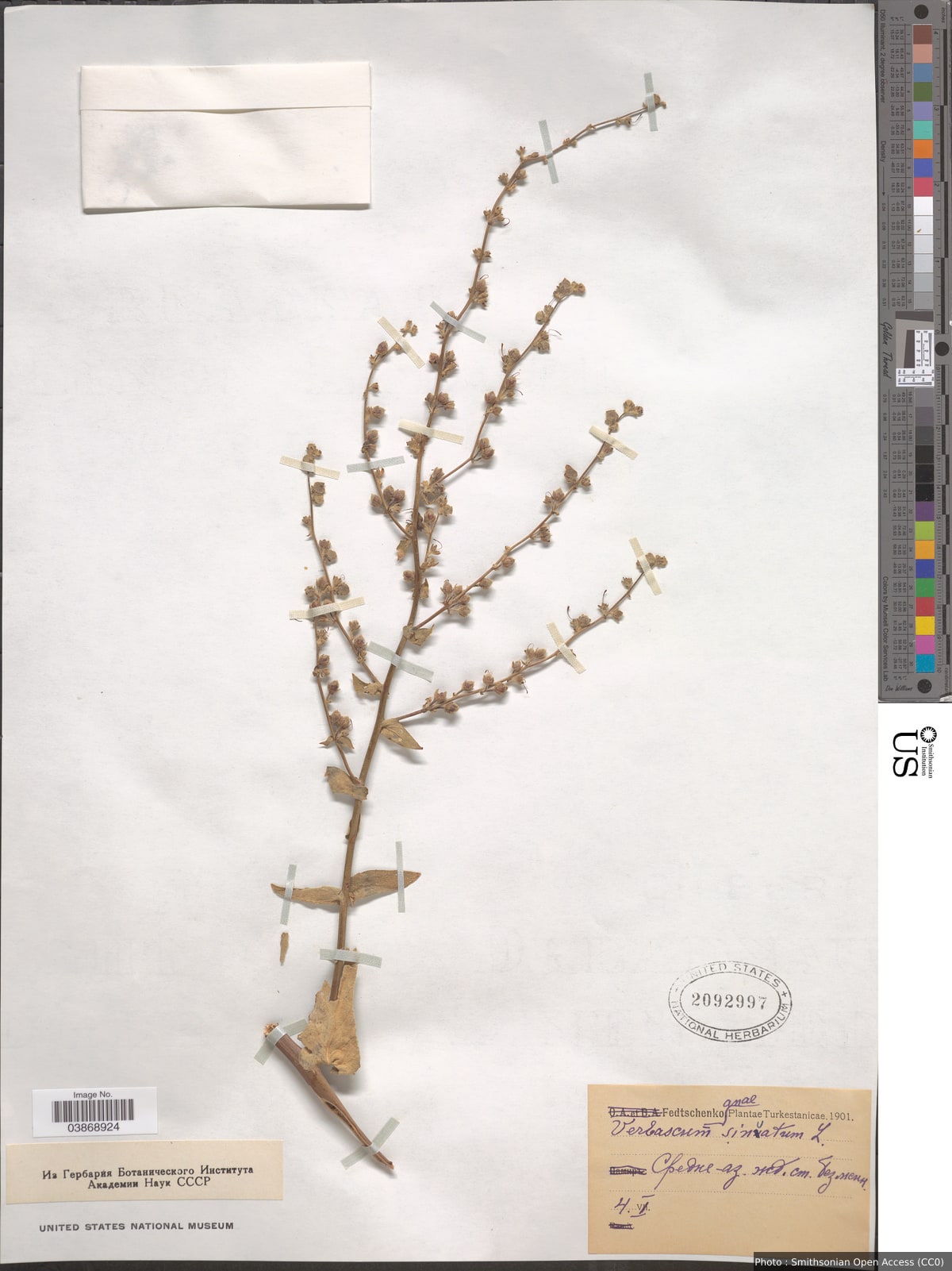 Verbascum sinuatum L.