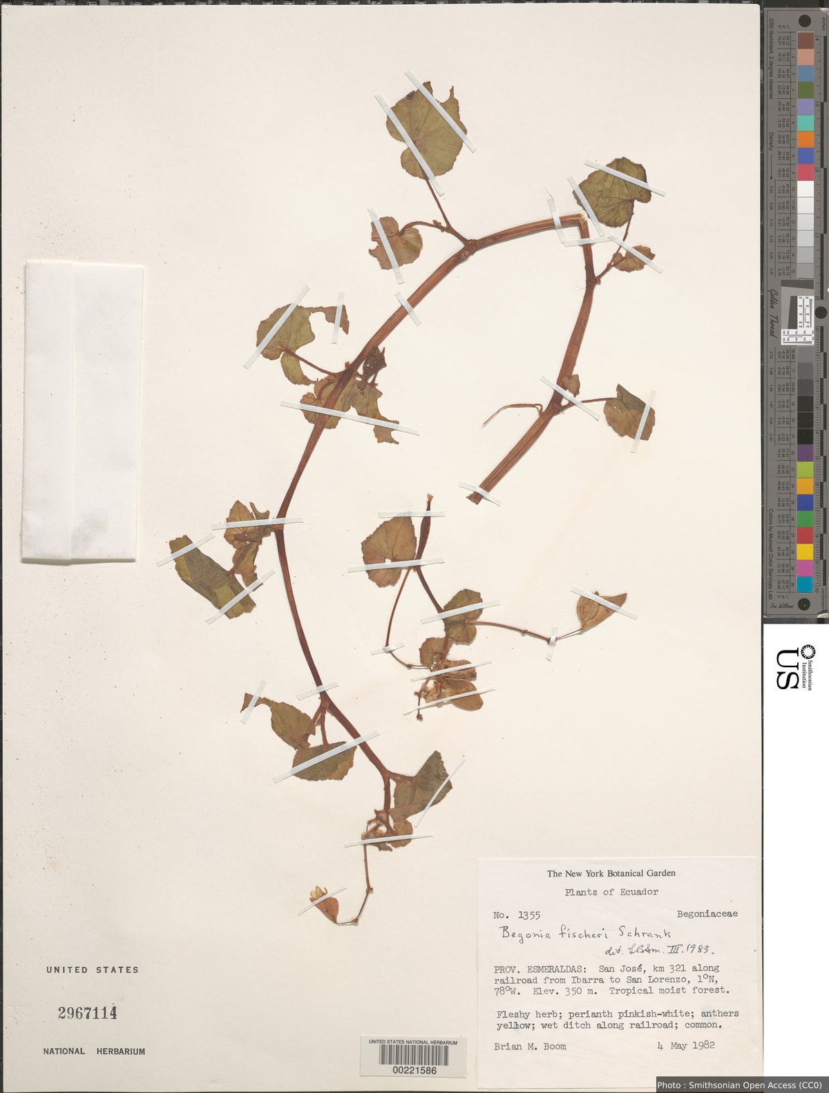 Begonia fischeri Schrank