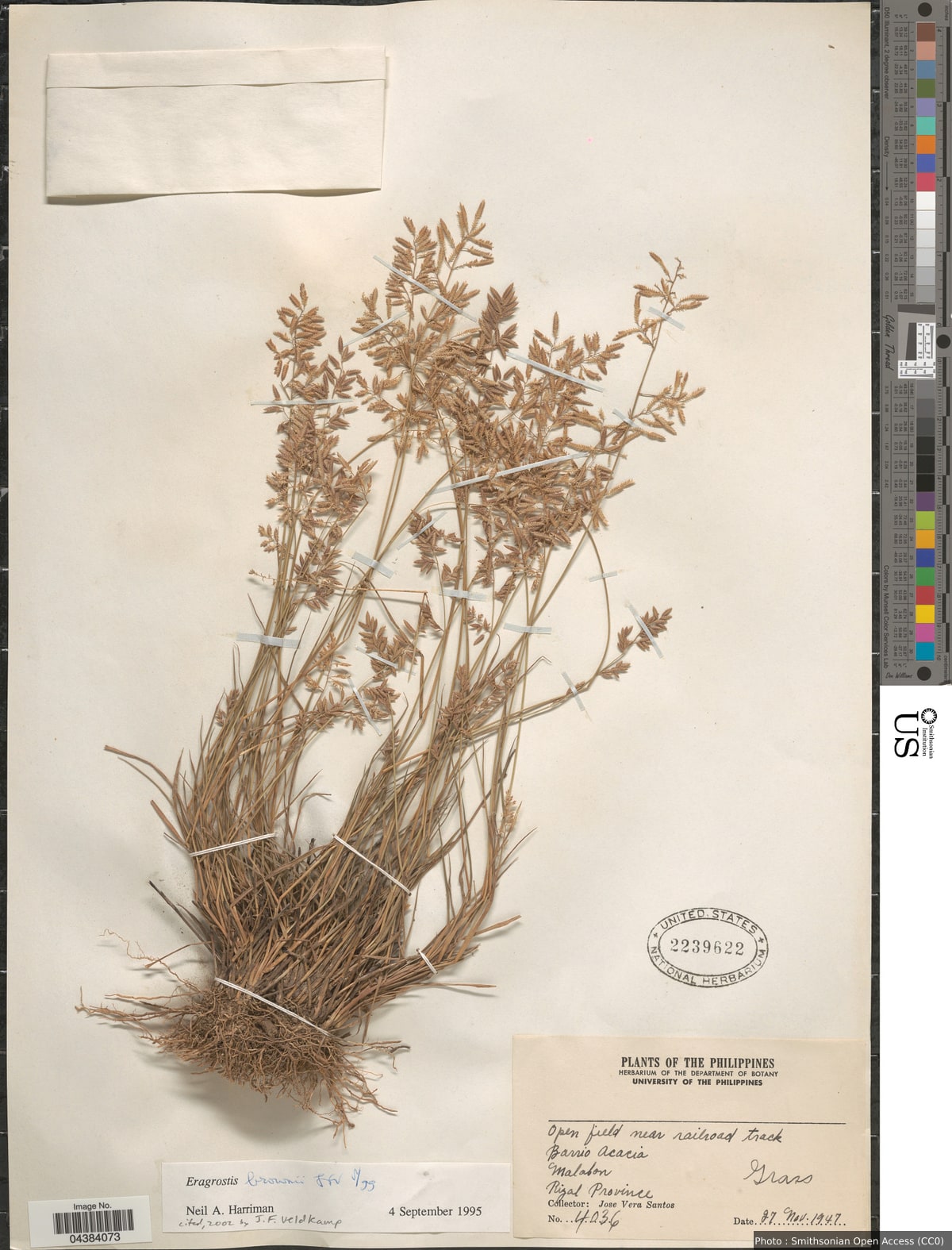 Eragrostis brownii (Kunth) Nees
