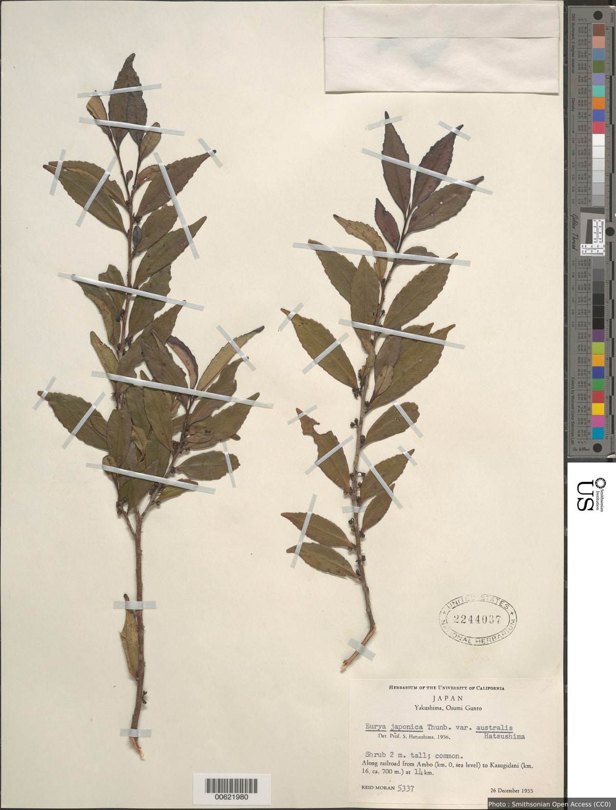 Eurya japonica Thunb.