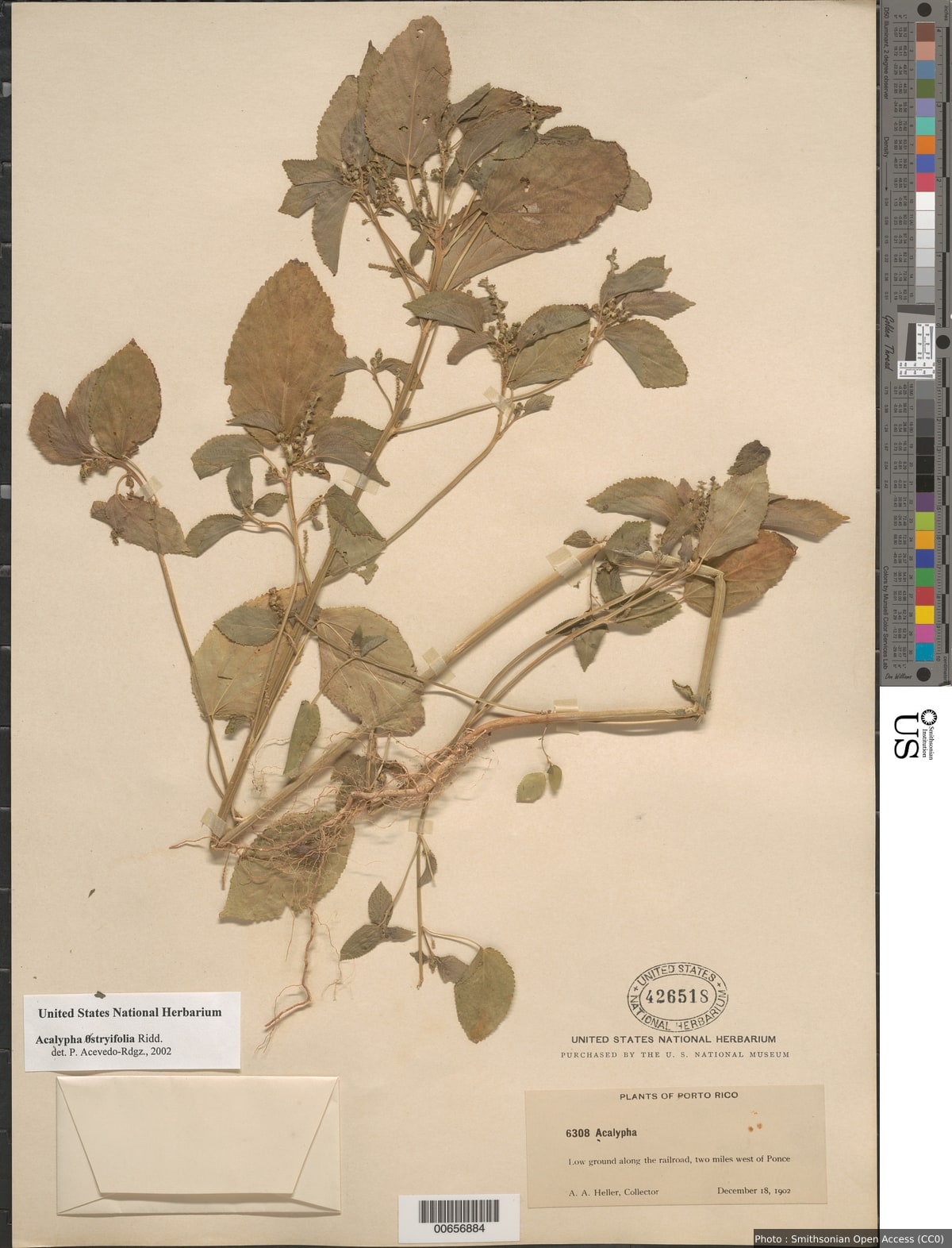 Acalypha ostryifolia Ridd.