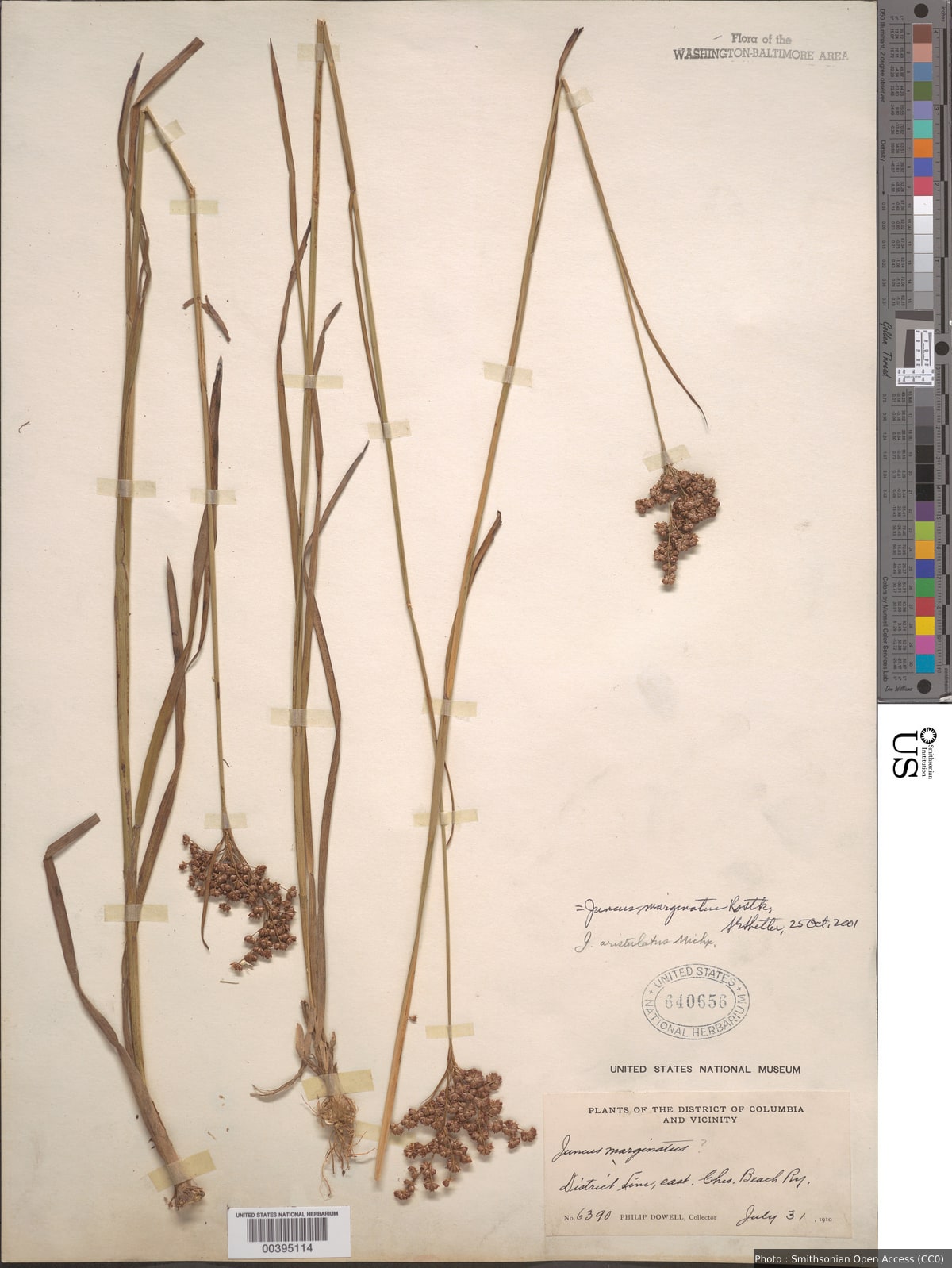 Juncus marginatus Rostk.