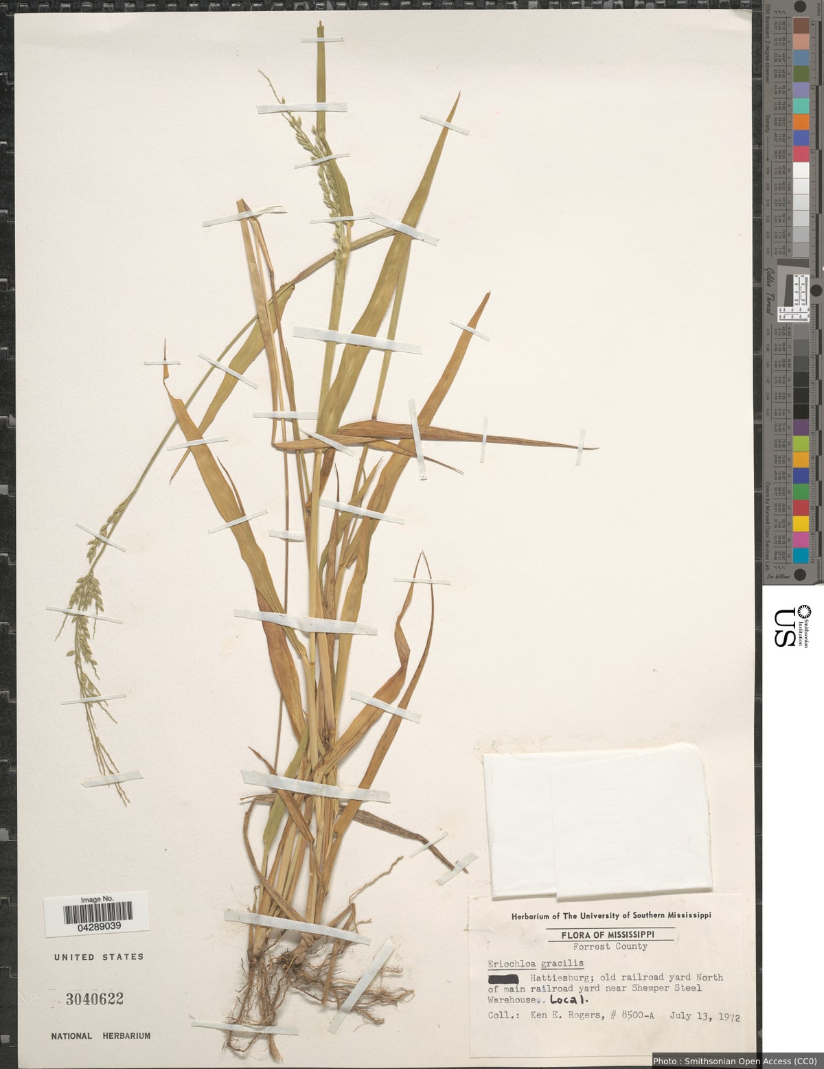 Eriochloa acuminata (J. Presl) Kunth var. acuminata