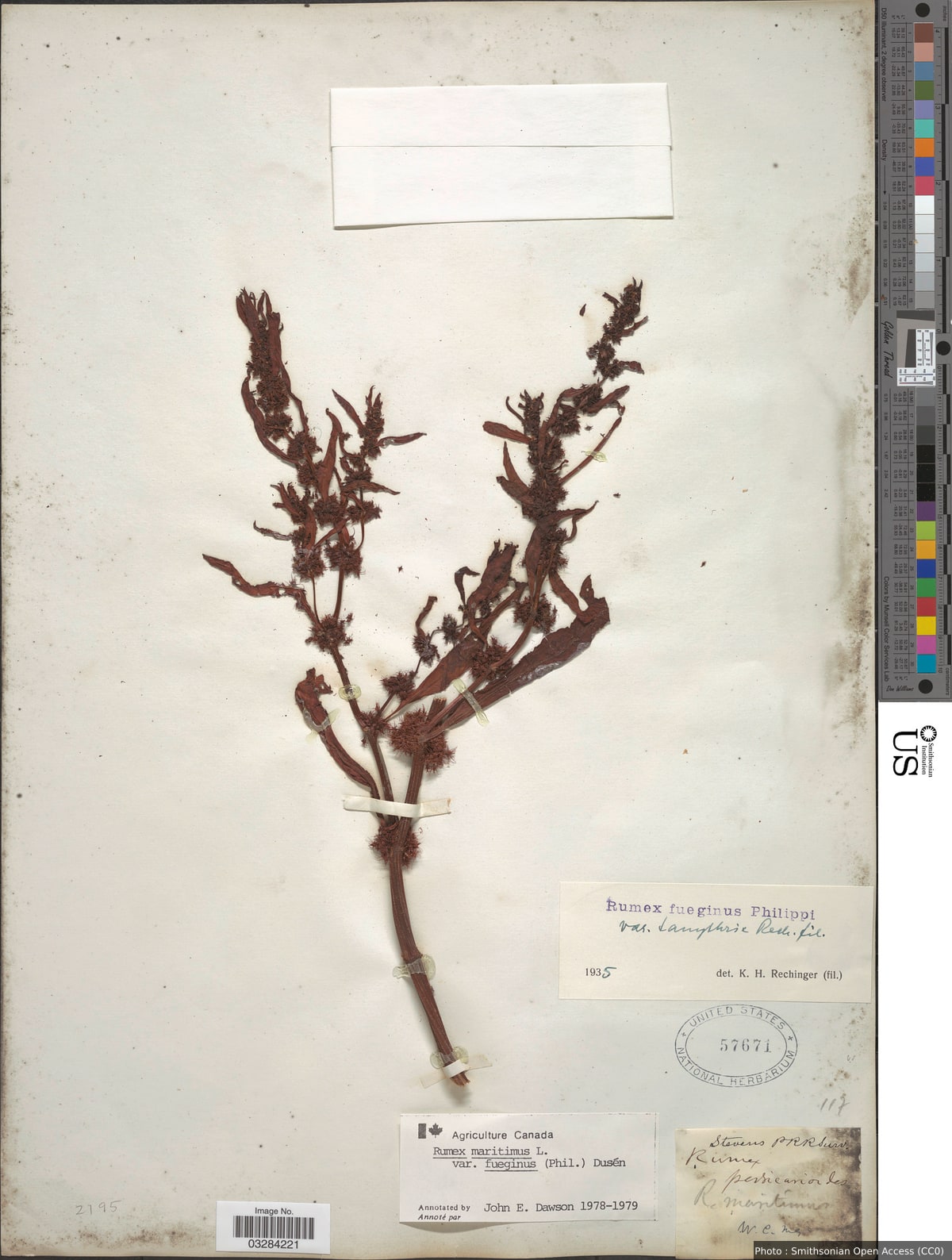 Rumex maritimus var. fueginus (Phil.) Dusén