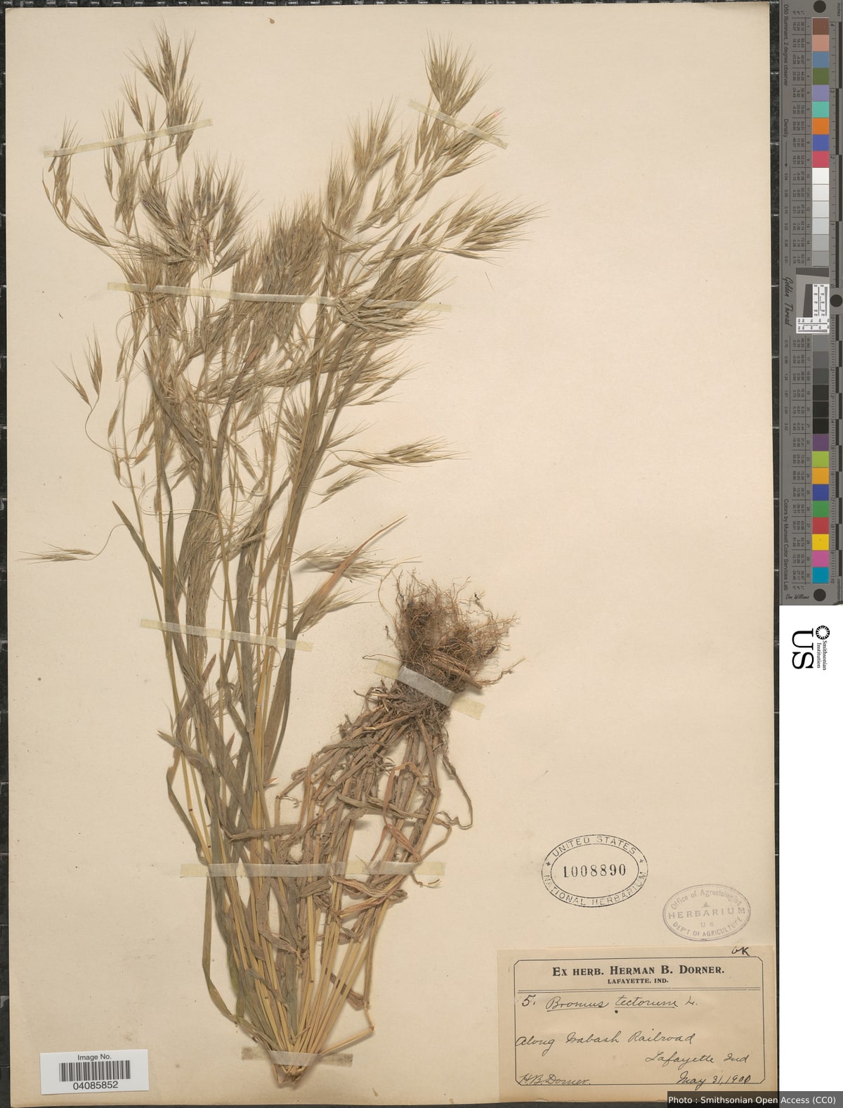 Bromus tectorum L.