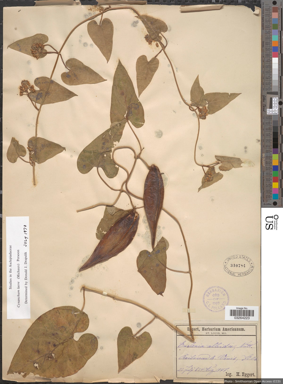 Cynanchum laeve (Michx.) Pers.