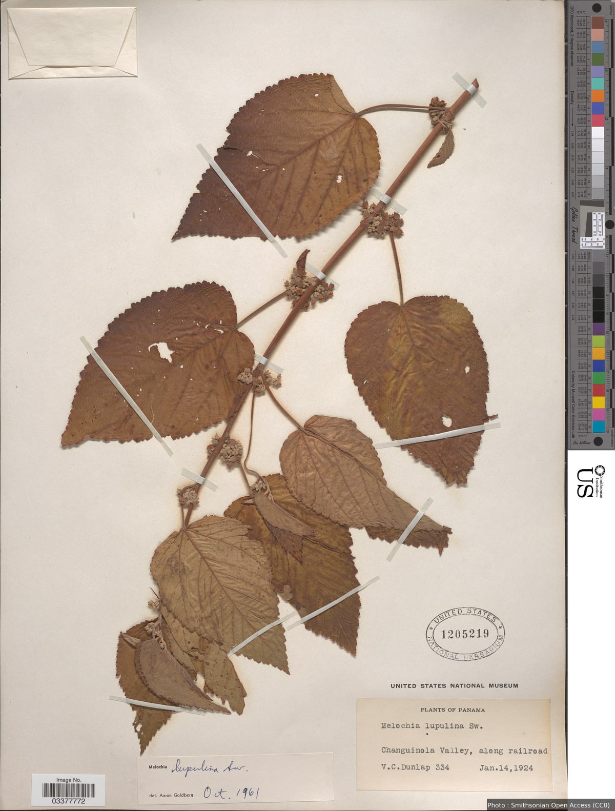 Melochia lupulina Sw.