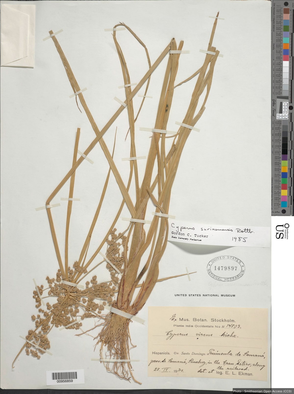 Cyperus surinamensis Rottb.