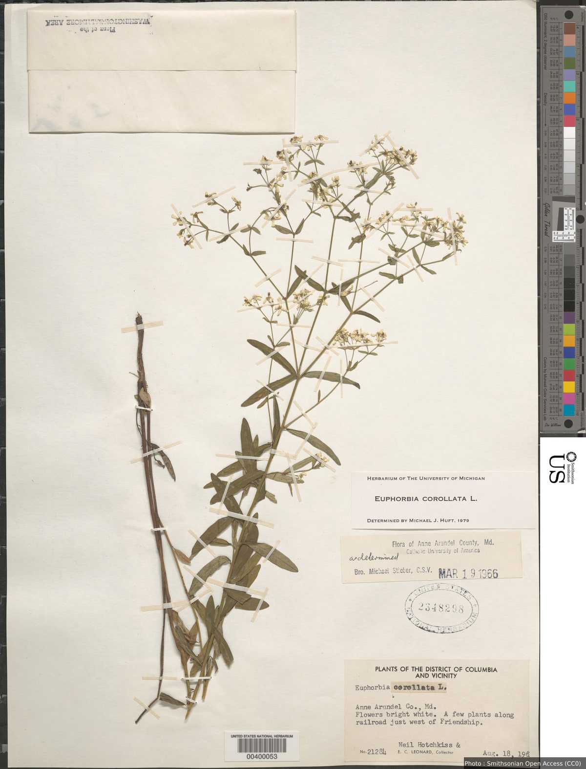 Euphorbia corollata L.