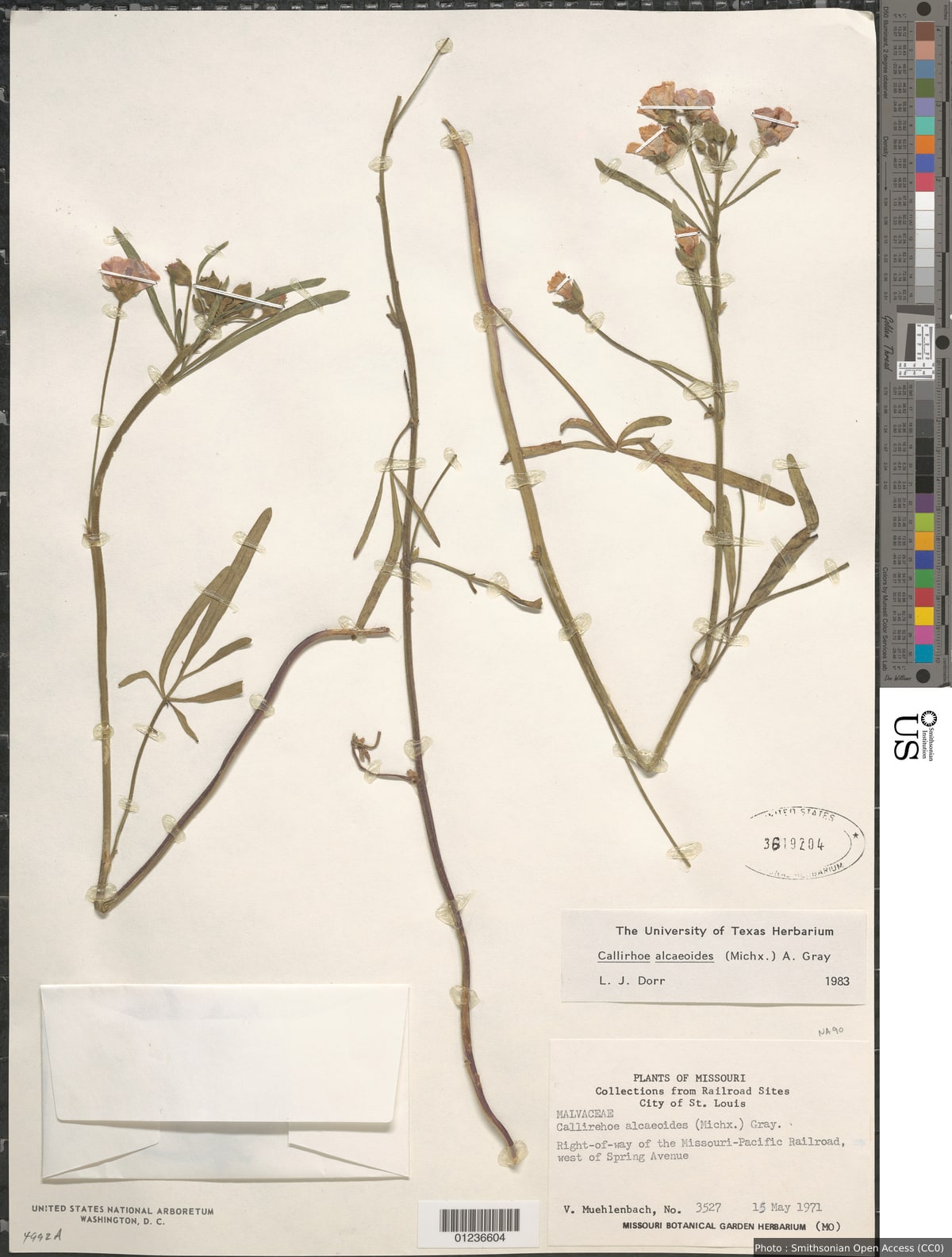 Callirhoe alcaeoides (Michx.) A. Gray