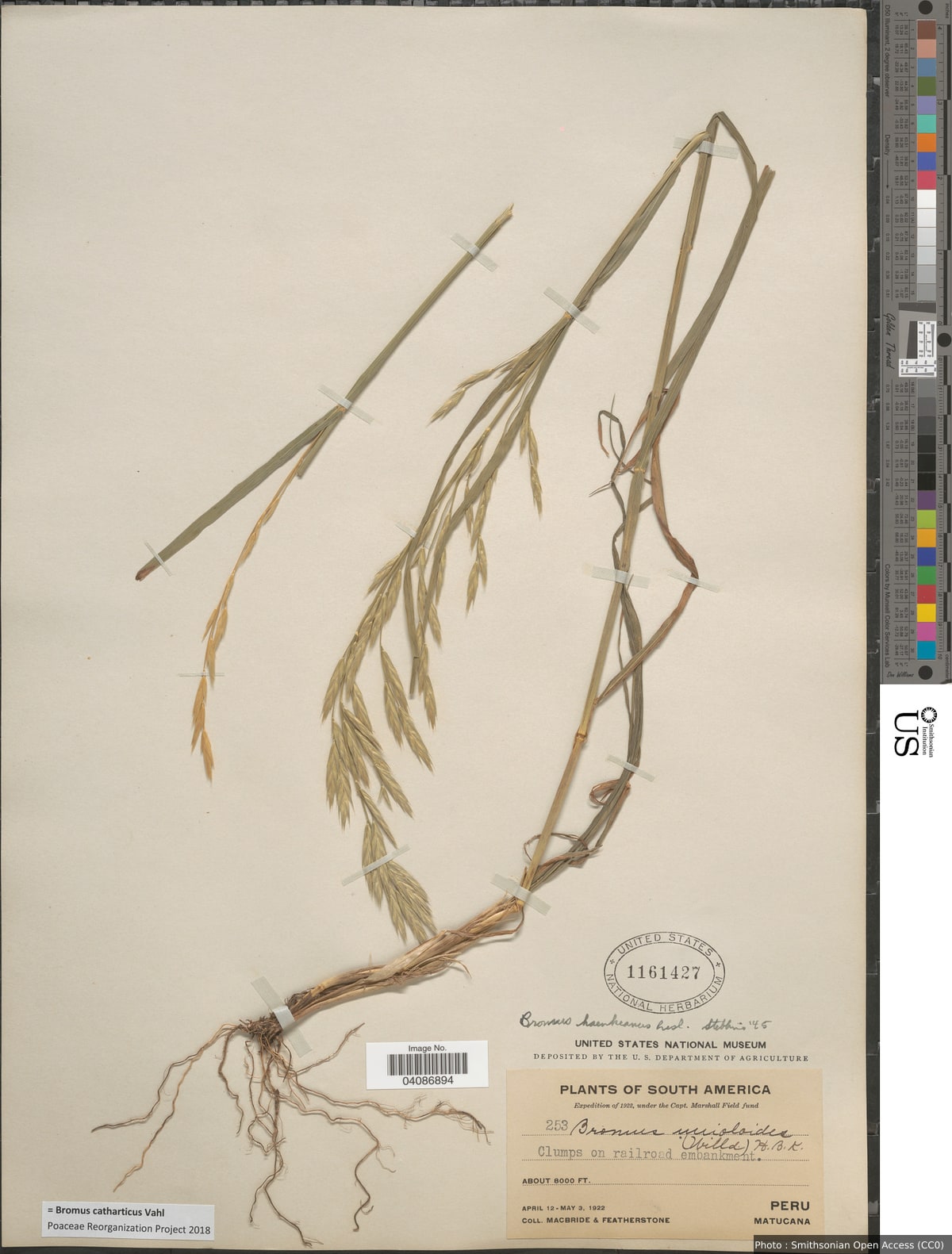 Bromus catharticus Vahl