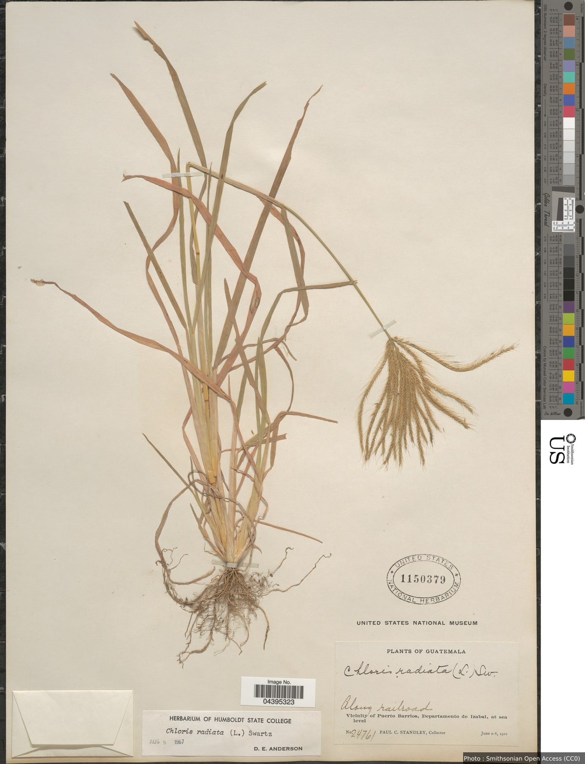 Chloris radiata (L.) Sw.
